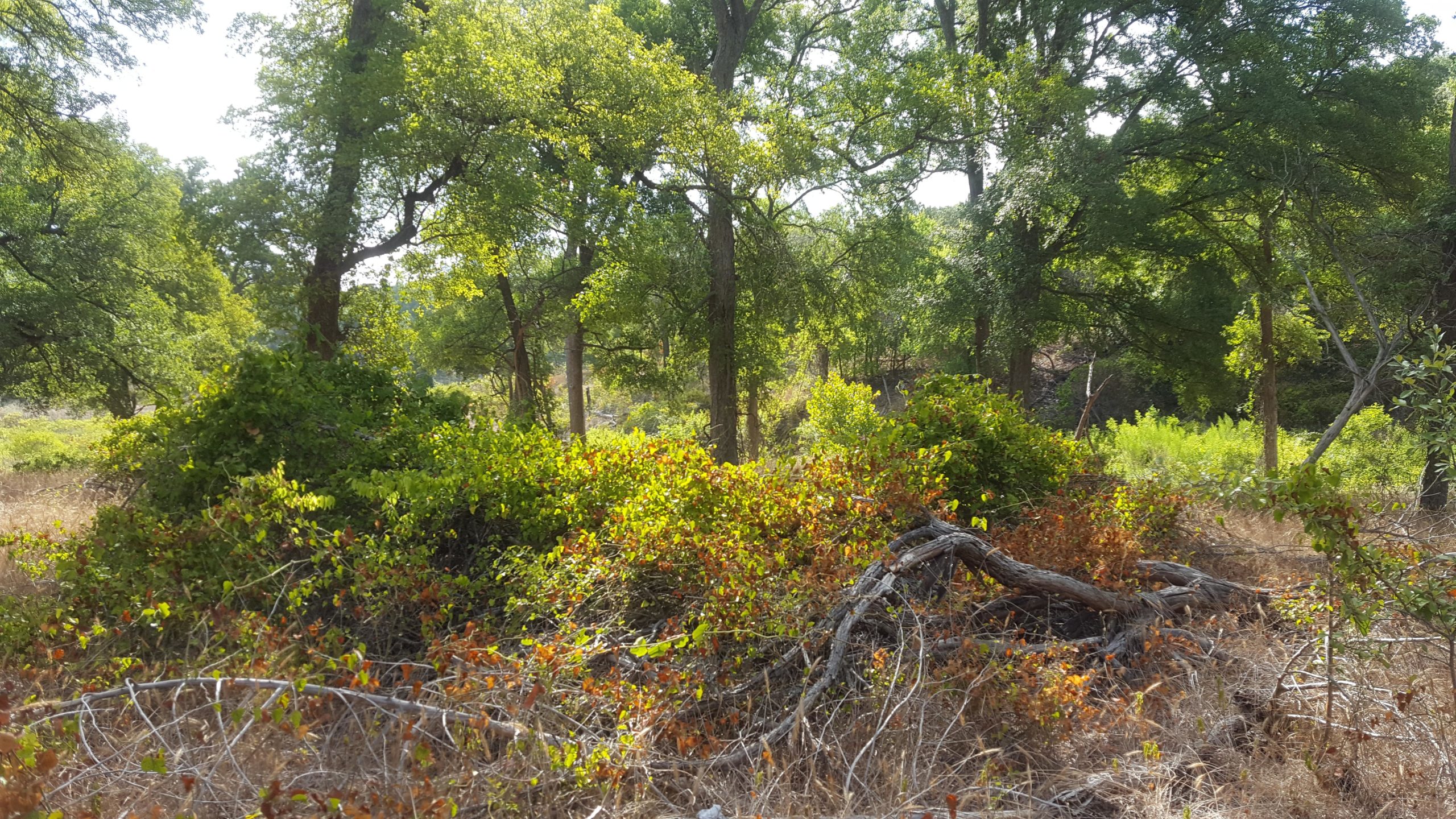 A sunlit wooded area with lush green trees and patches of underbrush, featuring a mix of vibrant green and rust-colored foliage, along with fallen branches and dry grass. Goodwater Trail mountain bike trail.