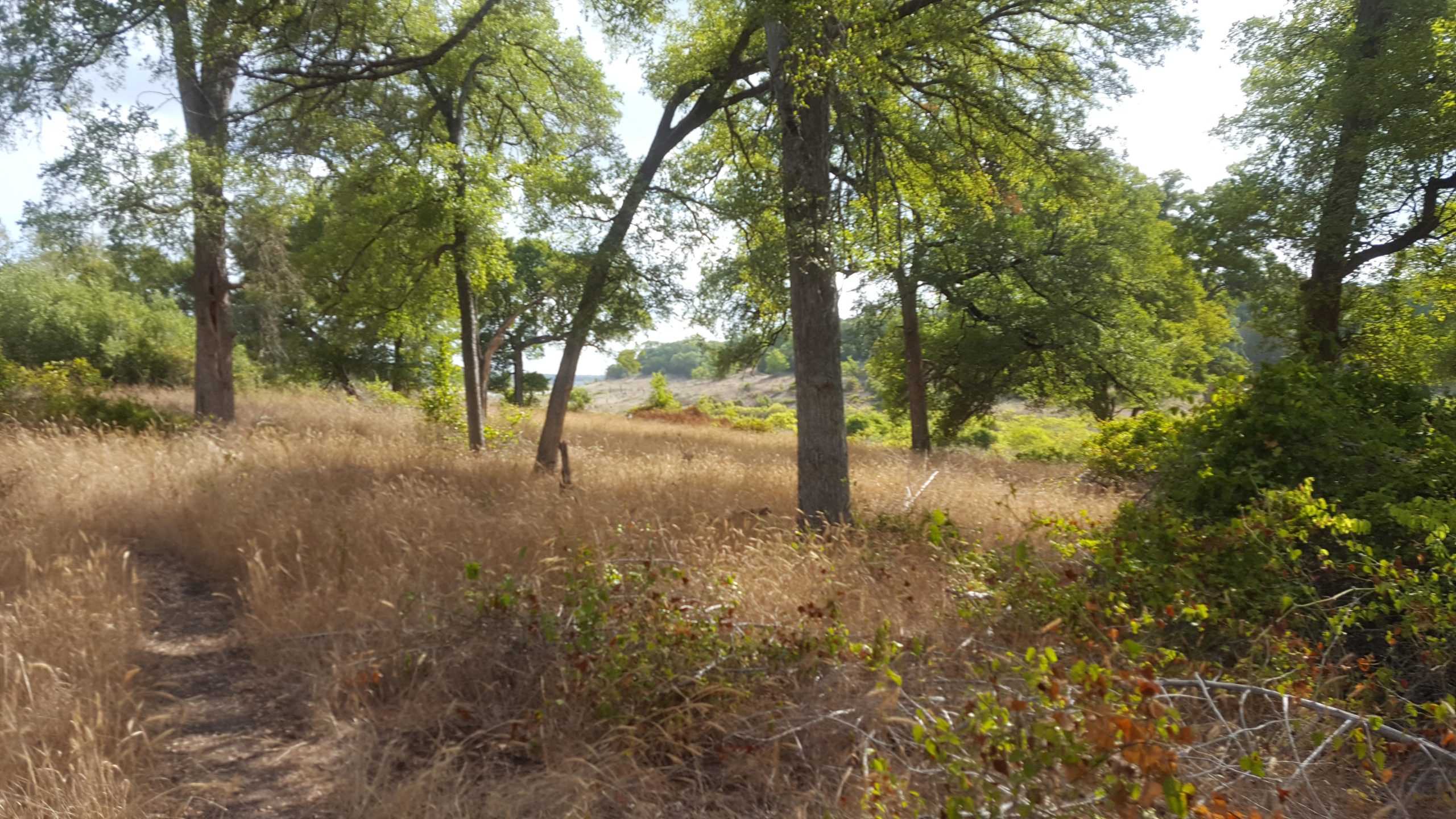 A serene landscape featuring tall grasses and scattered trees in a sunny setting, with a path weaving through the natural vegetation. The background includes a gentle slope leading to more greenery, creating a peaceful outdoor scene. Goodwater Trail mountain bike trail.