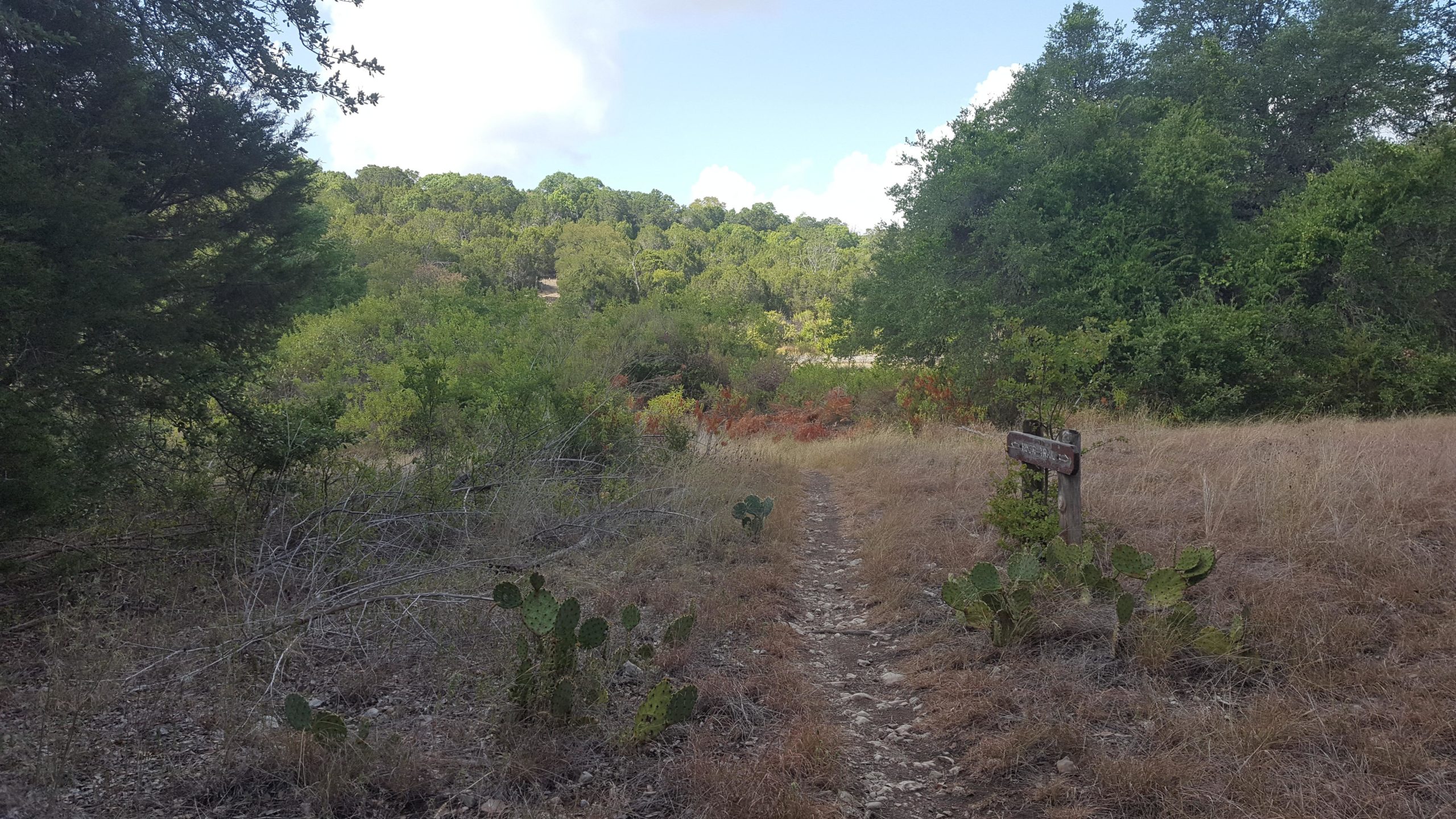 A dirt path leads through a grassy area bordered by cacti, surrounded by trees in the background. A wooden sign post is visible on the right, indicating the trail direction. Soft sunlight illuminates the scene, highlighting the greenery and natural landscape. Goodwater Trail mountain bike trail.
