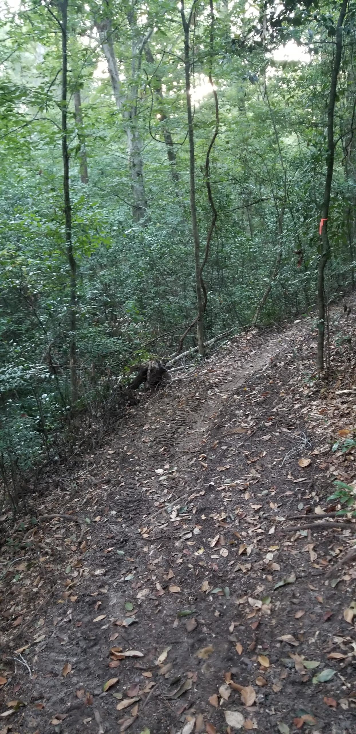A narrow hiking path winding through a dense forest, with trees and green foliage on either side. The ground is covered in leaves and dirt, and a hint of sunlight filters through the tree canopy. A small orange marker is visible on a tree to the right, indicating the trail direction. Edwin Grady Preserve mountain bike trail.