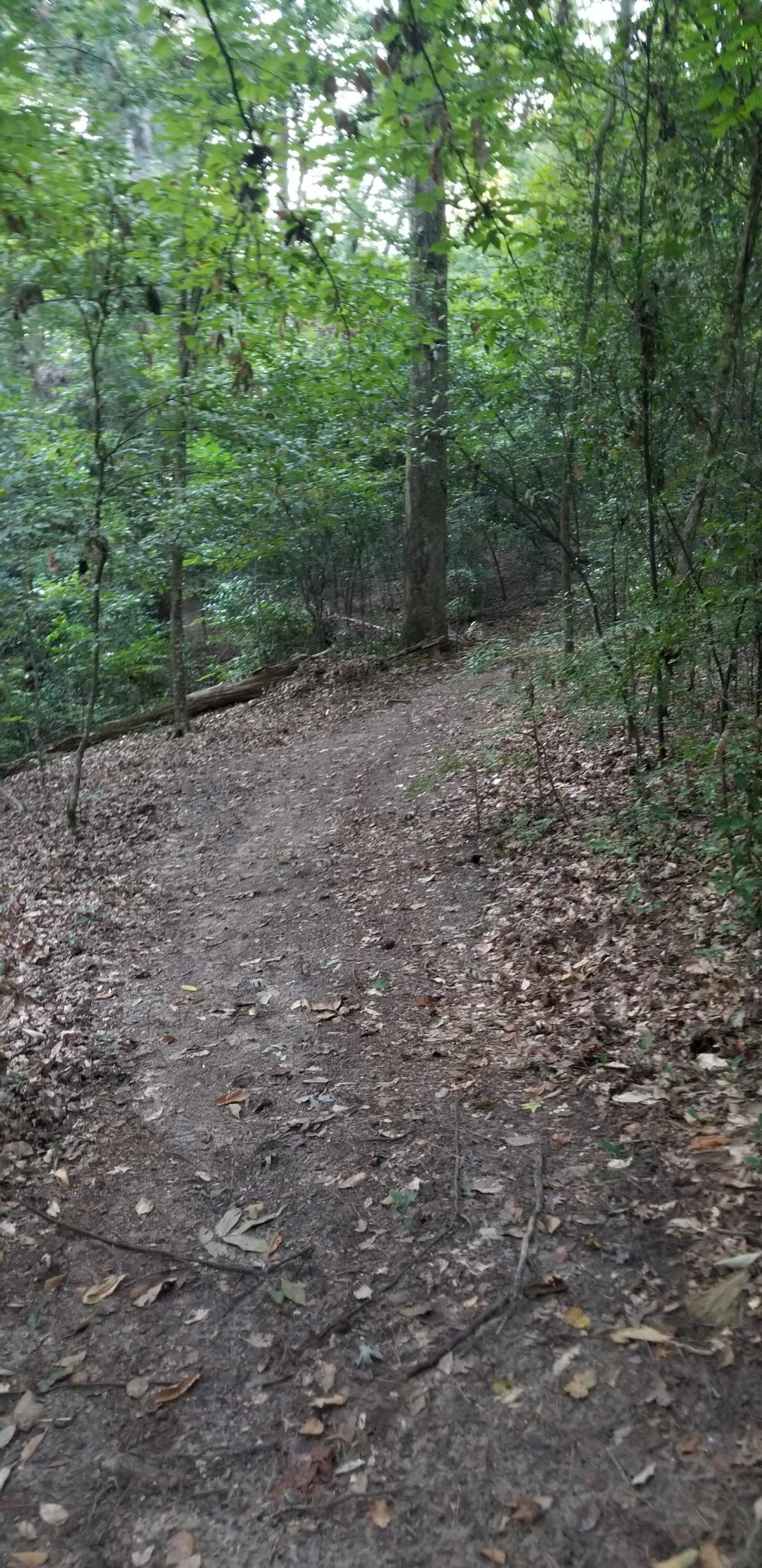 A winding dirt path through a lush green forest, surrounded by tall trees and scattered fallen leaves, with dappled sunlight filtering through the foliage. Edwin Grady Preserve mountain bike trail.