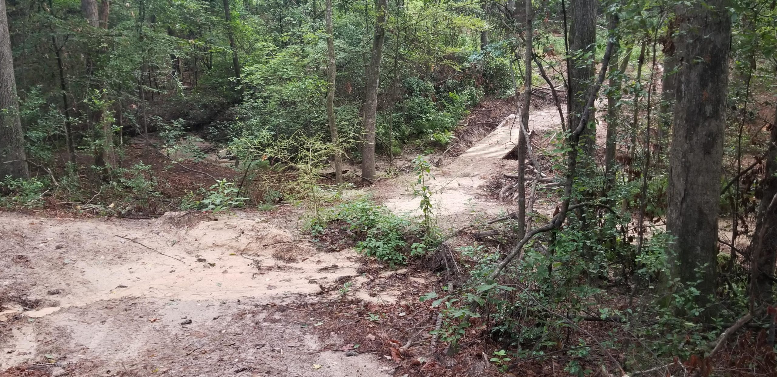A winding dirt path through a lush forest, lined with trees and underbrush. Signs of recent clearing can be seen, with a wooden bridge crossing a small dip in the terrain. The ground is sandy and partially covered with leaves and small plants. Edwin Grady Preserve mountain bike trail.