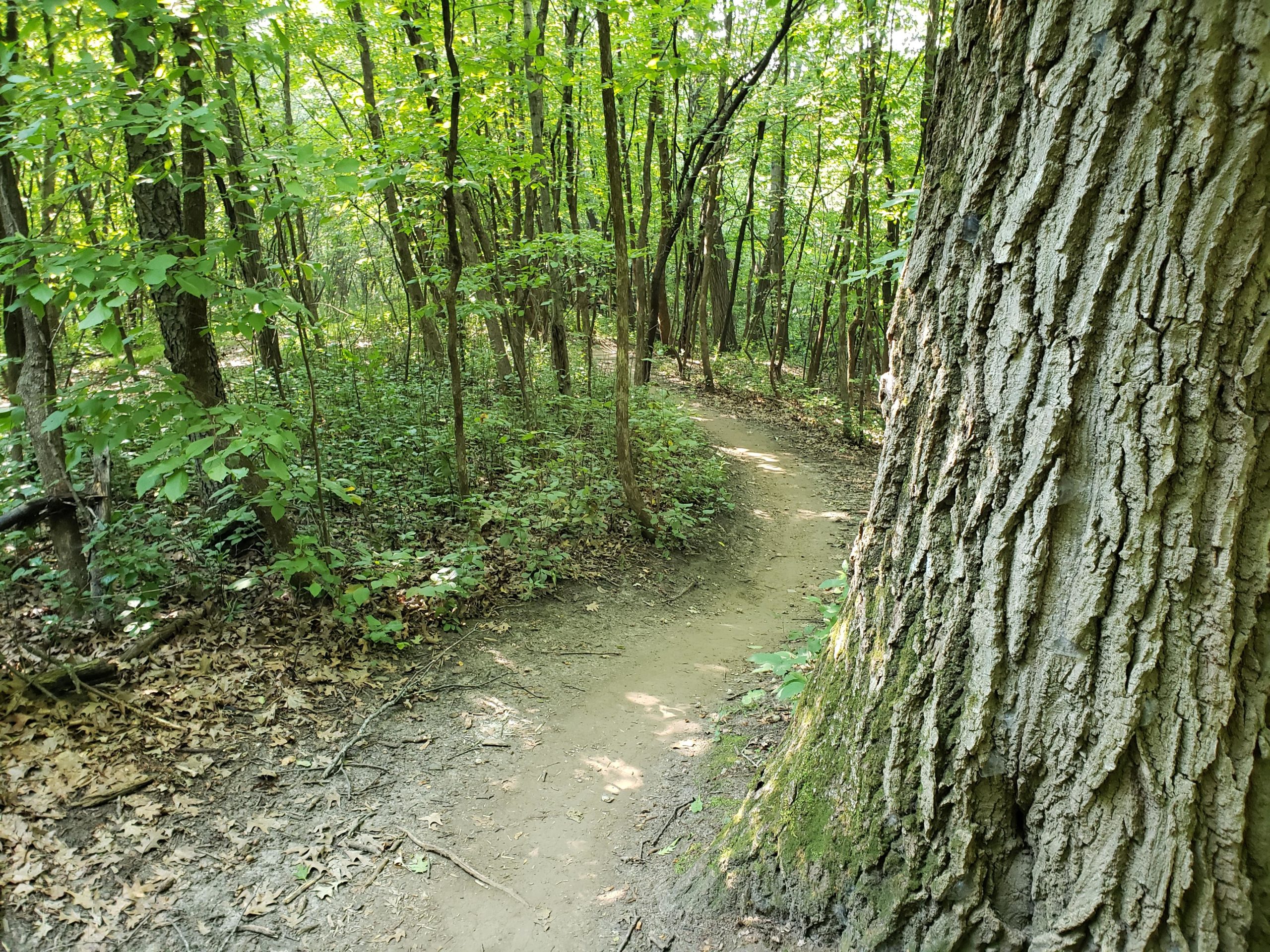 A narrow dirt path winding through a lush green forest, with tall trees and dense foliage on either side. The close-up view of a textured tree trunk is visible on the right side of the image, emphasizing the natural surroundings. Soft sunlight filters through the leaves, creating a serene and inviting atmosphere. Elm Creek Park mountain bike trail.