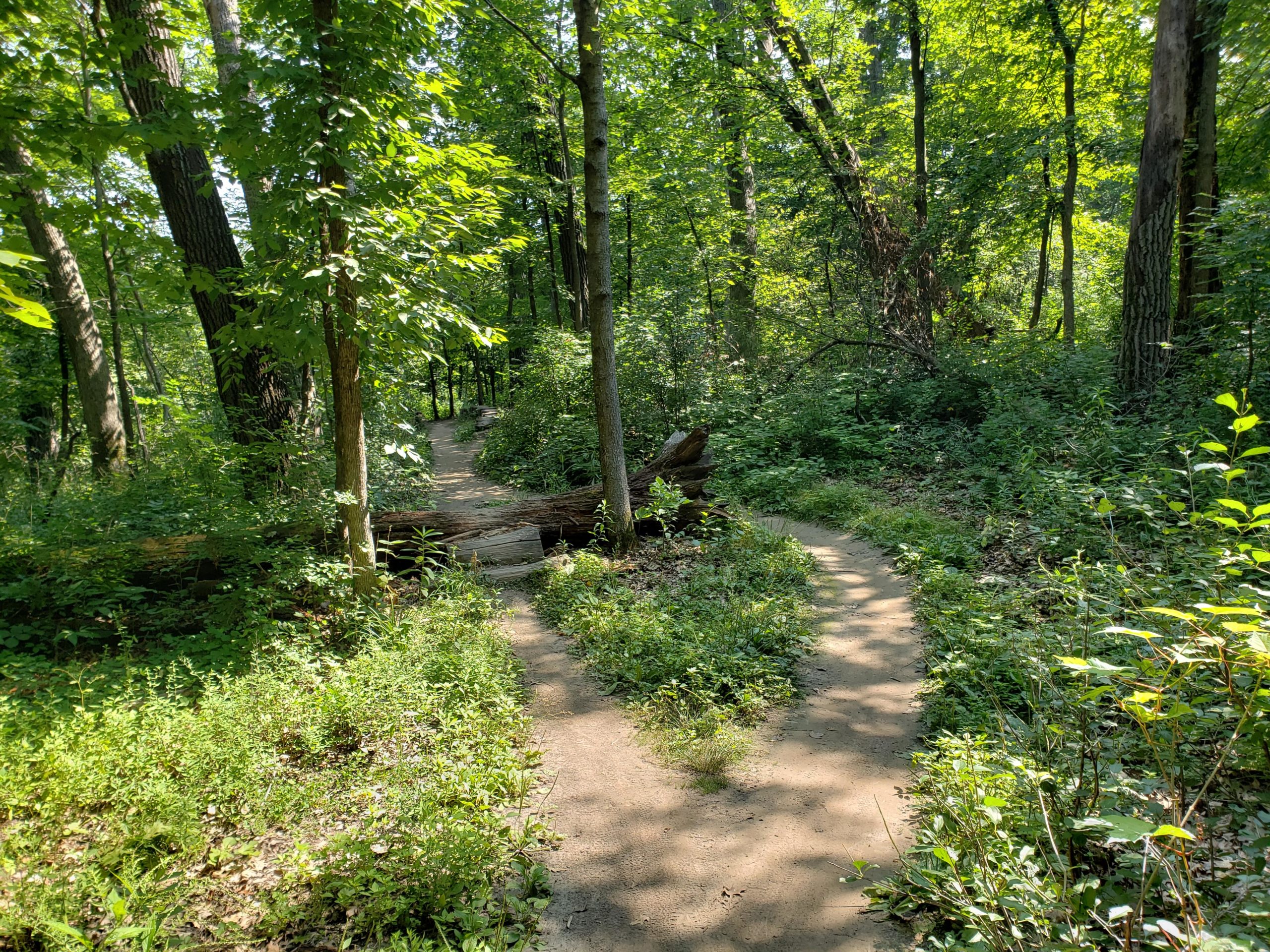 A sunlit forest trail splitting into two directions, surrounded by lush green foliage and trees, with a fallen log in the foreground. Elm Creek Park mountain bike trail.