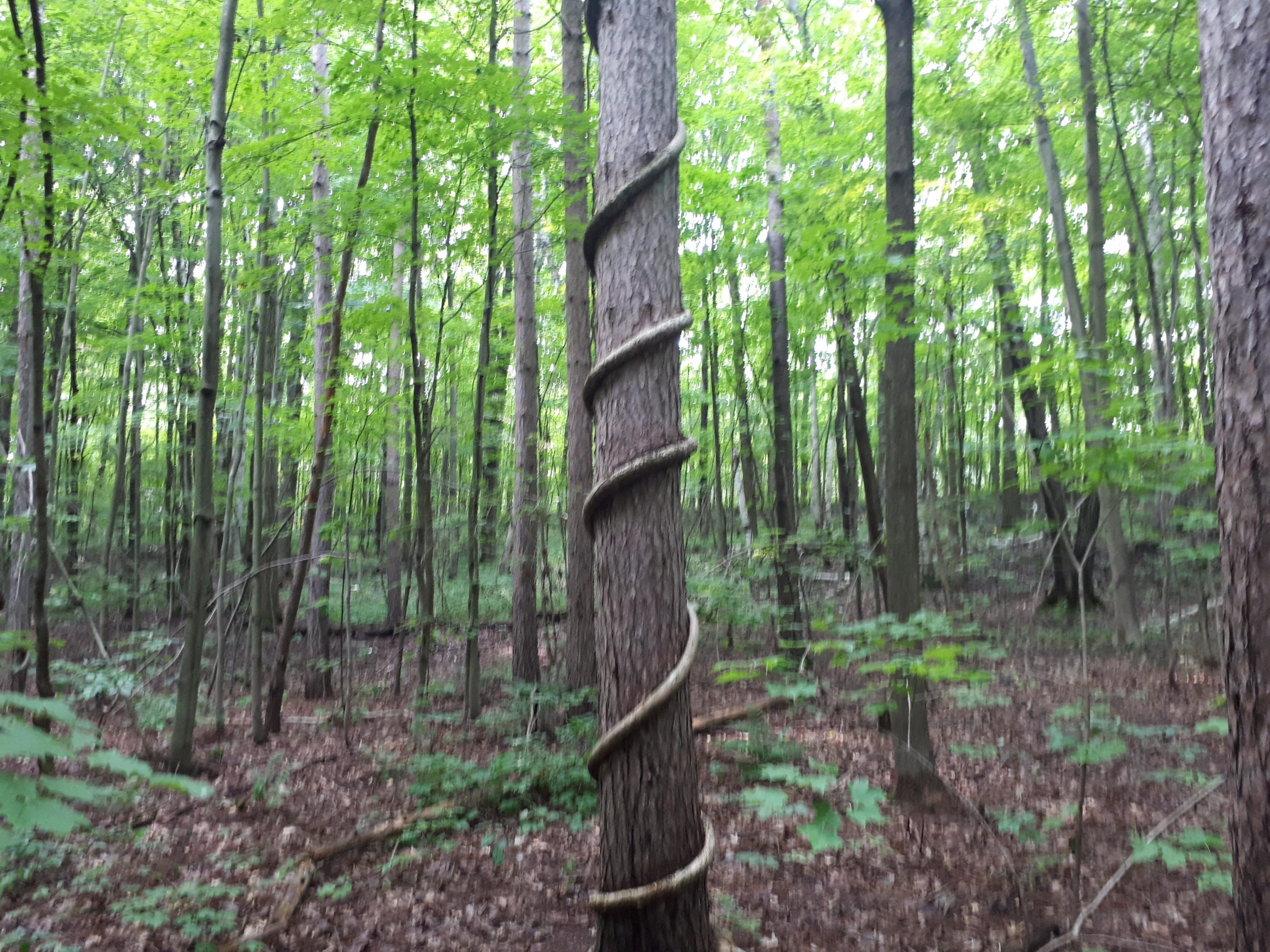 A tree with a vine spiraling around its trunk, set in a lush green forest filled with various trees and dense foliage. Walker Woods mountain bike trail.