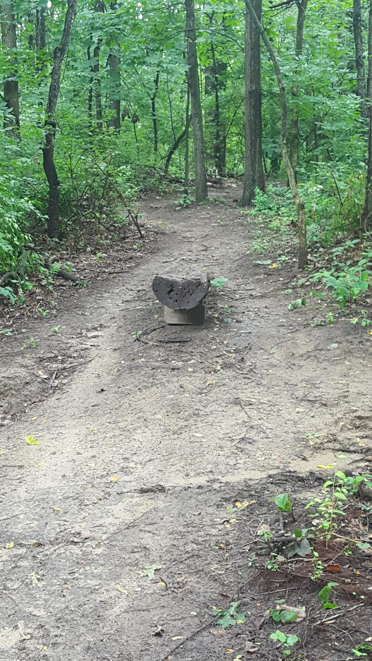 A dirt trail winding through a lush green forest, with a large, rounded piece of wood positioned off to the side. The trail shows signs of use, with patches of exposed soil and scattered leaves, while the surrounding trees are dense with foliage. Bonneyville Mill mountain bike trail.