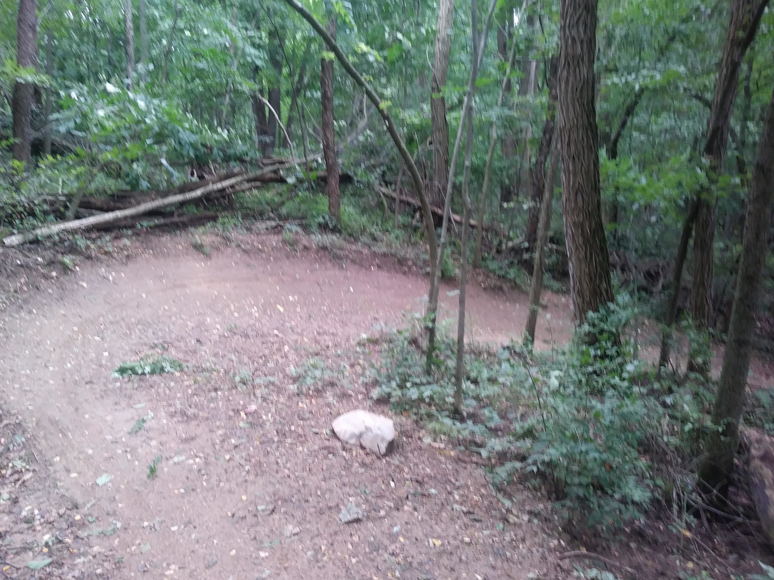 A dirt path winding through a dense forest, surrounded by green foliage and trees. Fallen logs and branches lie scattered in the area, while small patches of dirt and scattered leaves are visible on the ground. A smooth rock is positioned nearby, against a backdrop of lush vegetation. DTE Energy Foundation Trail mountain bike trail.