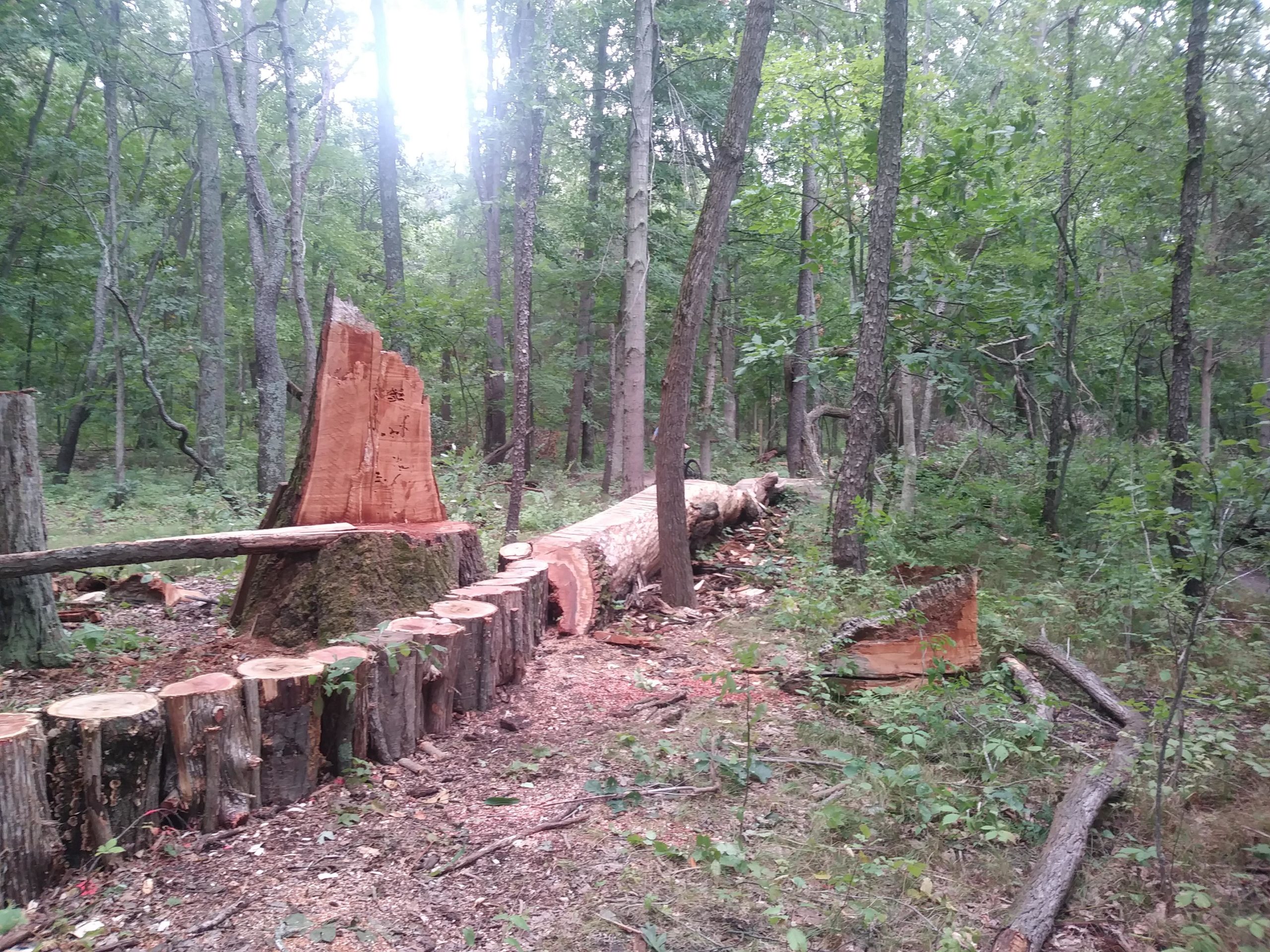 A woodland scene featuring a large, recently cut tree trunk with a jagged stump and several smaller tree stumps arranged in a line. Surrounding the area are dense green trees and foliage, indicating a forested environment. Natural light filters through the tree canopy, creating a serene atmosphere. DTE Energy Foundation Trail mountain bike trail.