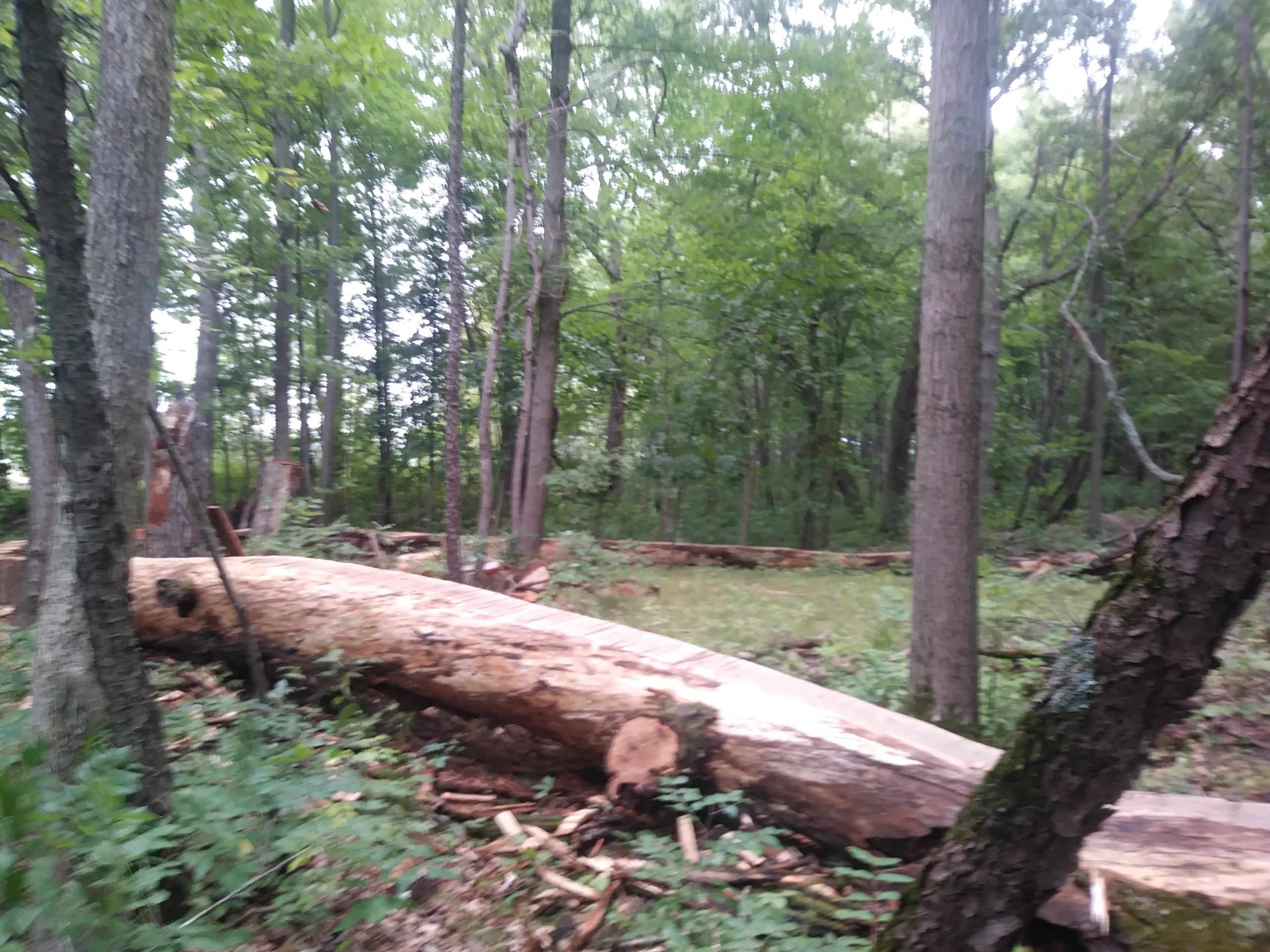A forest scene featuring fallen trees on the ground, surrounded by greenery and taller trees in the background. The image captures a natural landscape with wooden logs and scattered foliage, suggesting a recent logging or natural tree fall event. DTE Energy Foundation Trail mountain bike trail.
