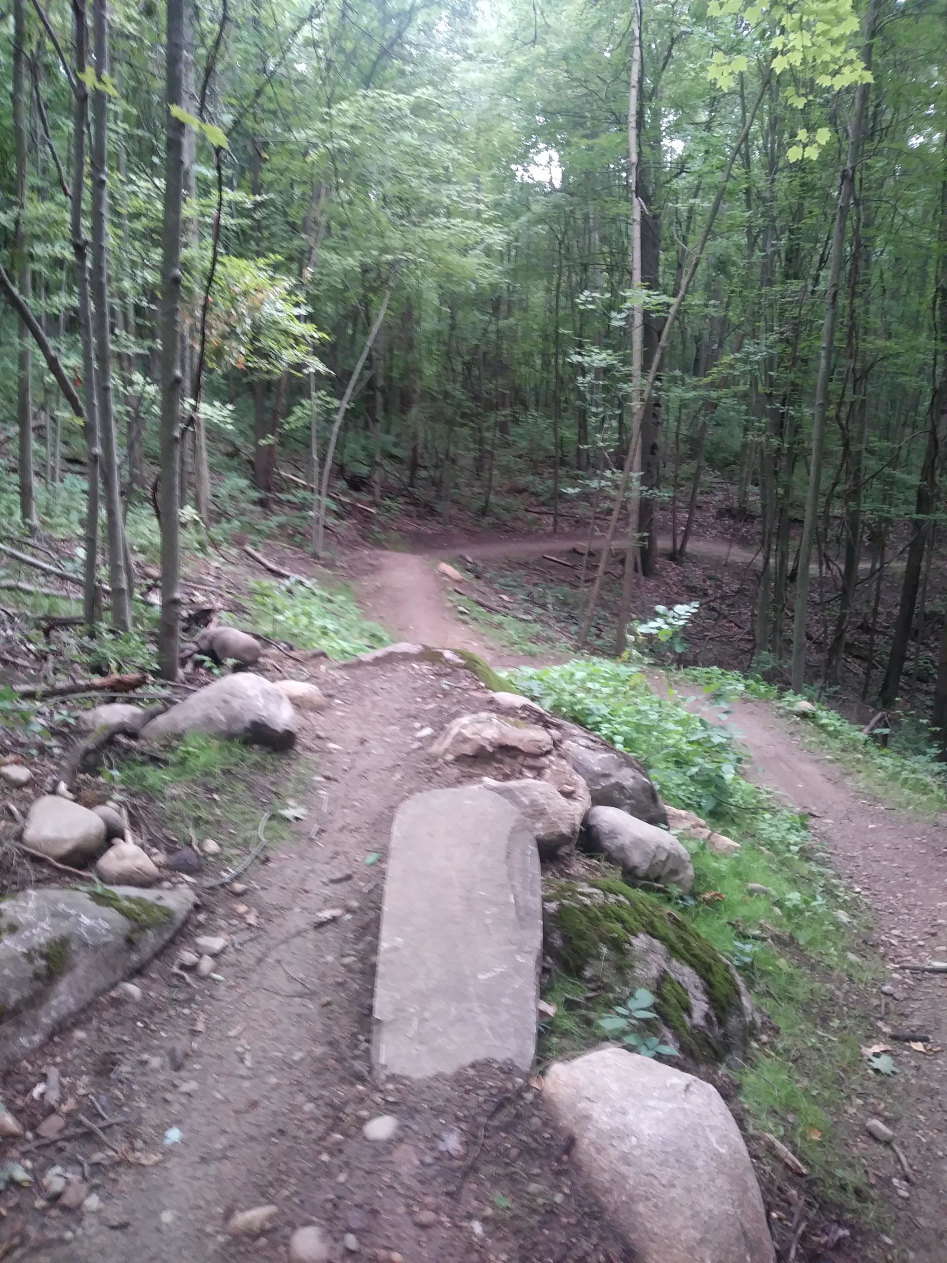 A winding dirt path through a lush green forest, featuring a rocky section with a flat stone slab, surrounded by trees and underbrush. The trail splits in the background, leading deeper into the woods. DTE Energy Foundation Trail mountain bike trail.