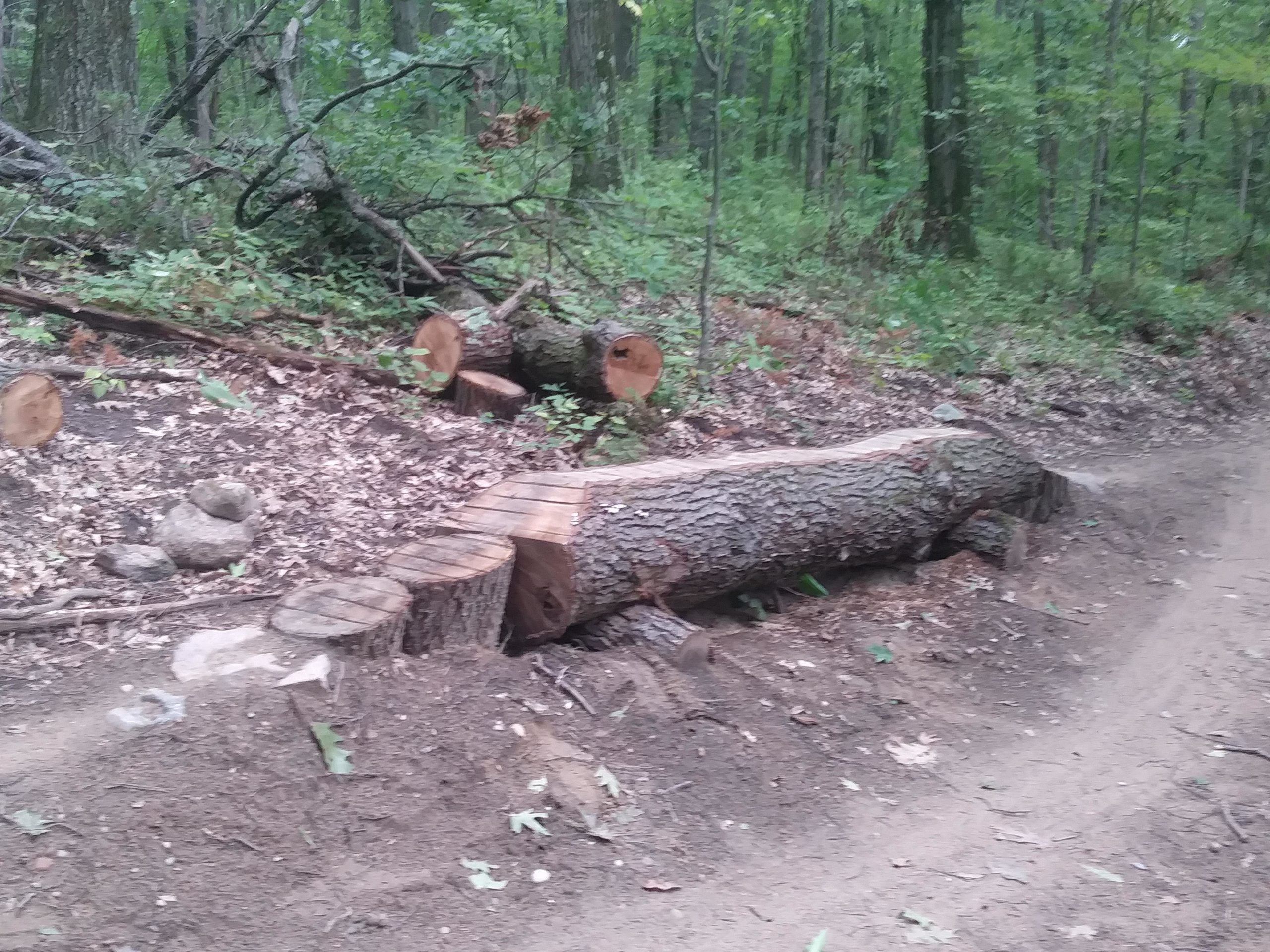 A fallen tree trunk lies across a dirt path in a wooded area, surrounded by greenery. Cut ends of the tree are visible, alongside some smaller branches and rocks scattered on the ground. The scene captures a serene forest environment with dappled light filtering through the trees. DTE Energy Foundation Trail mountain bike trail.