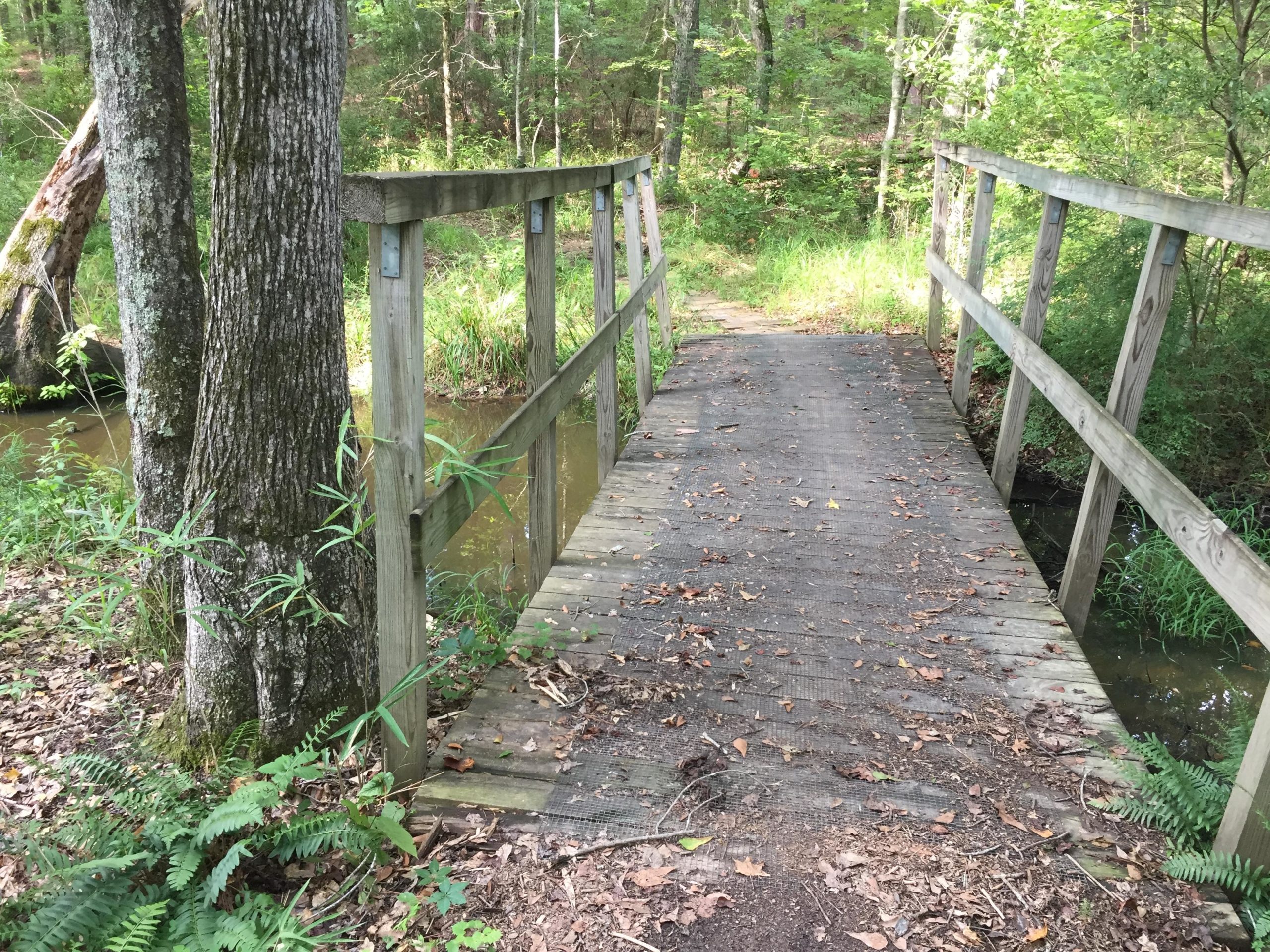 A wooden footbridge crossing over a small creek, surrounded by lush greenery and tall trees. The path leading onto the bridge is lined with leaves and ferns, creating a serene natural setting. Bartram Trail / West Dam / Wildwood Park mountain bike trail.