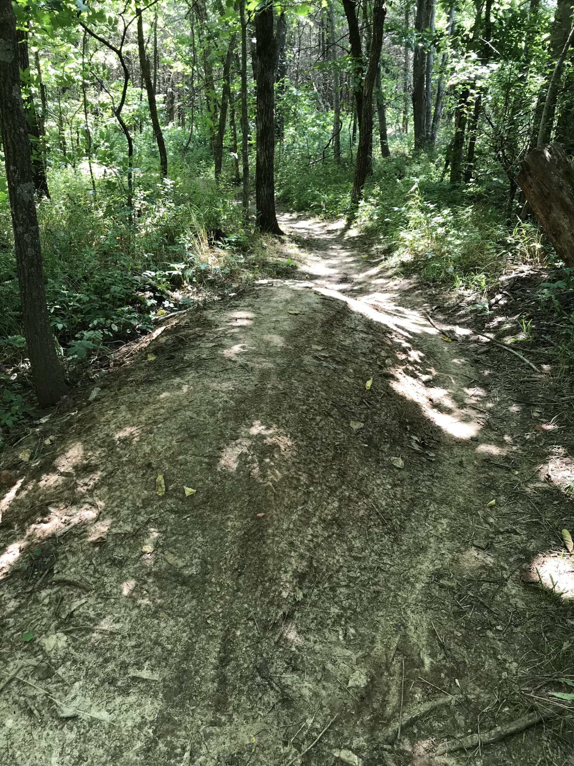 A winding dirt trail surrounded by lush green foliage and trees, with dappled sunlight filtering through the leaves, creating a serene and inviting atmosphere. Binder Lake mountain bike trail.