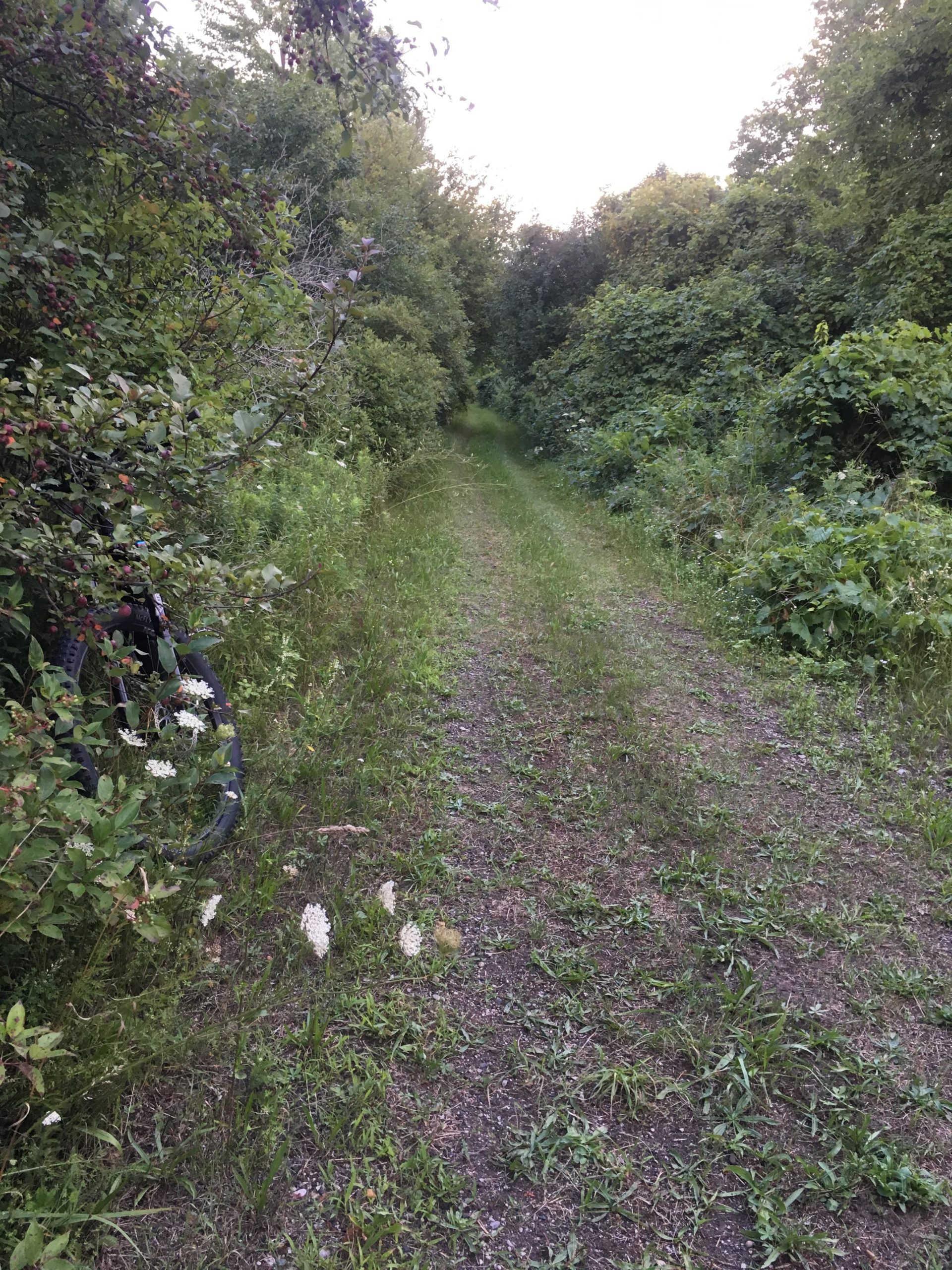 A narrow dirt path surrounded by lush greenery and bushes, with white flowers growing along the edge. The trail is slightly overgrown, indicating infrequent use, and leads into a dense, wooded area. Parkhill Conservation area and rail trail mountain bike trail.