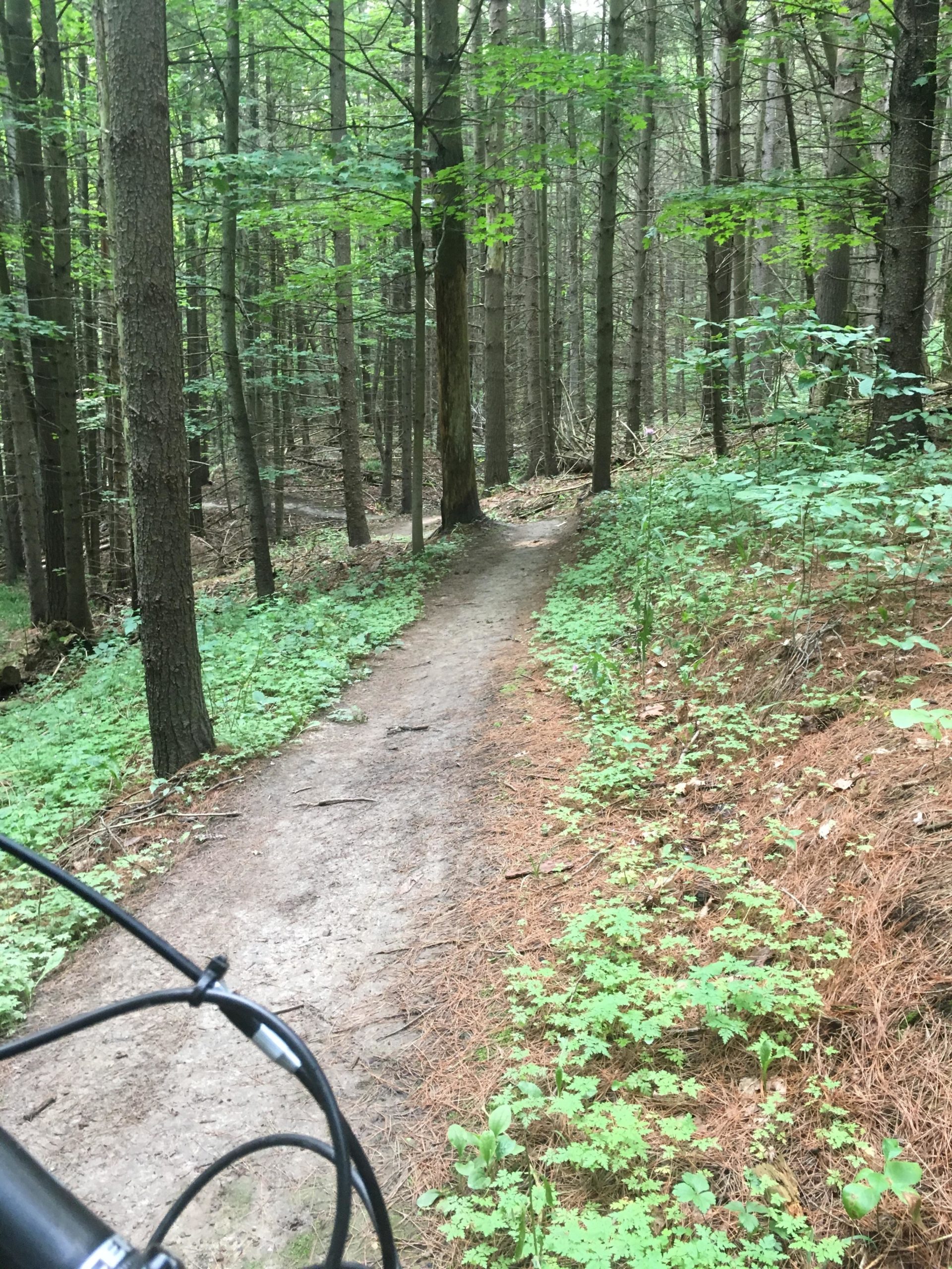 A forested pathway surrounded by tall trees and lush greenery, leading into the depths of the woods. The trail is narrow and partially covered with pine needles, with small plants and foliage lining the sides. A bicycle handlebar is slightly visible in the foreground. Brant Tract mountain bike trail.