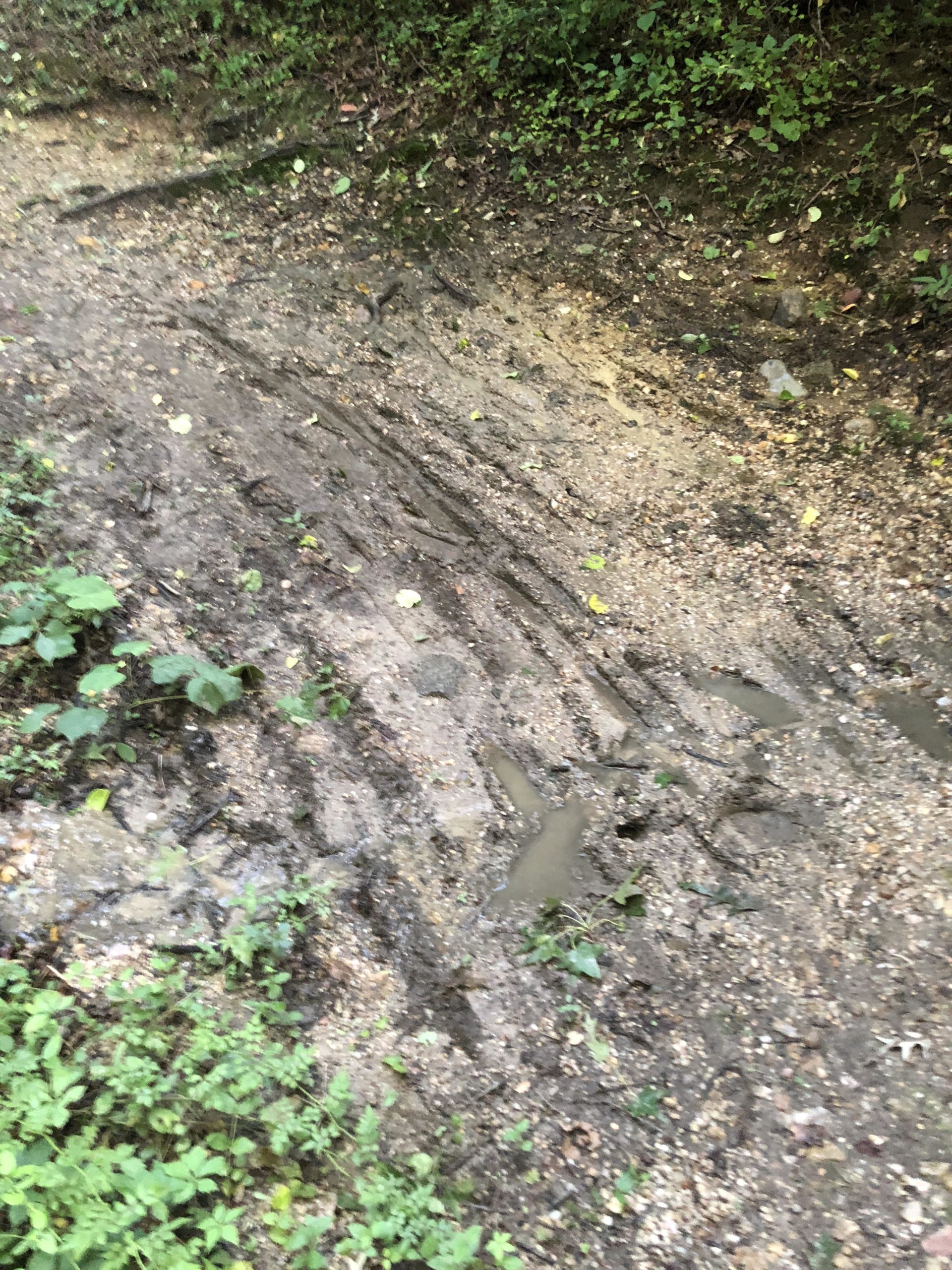 A muddy dirt path in a forested area, featuring tire tracks and patches of standing water. Surrounding the path are green plants and foliage, indicating a natural outdoor environment. Laurel Hill Park mountain bike trail.