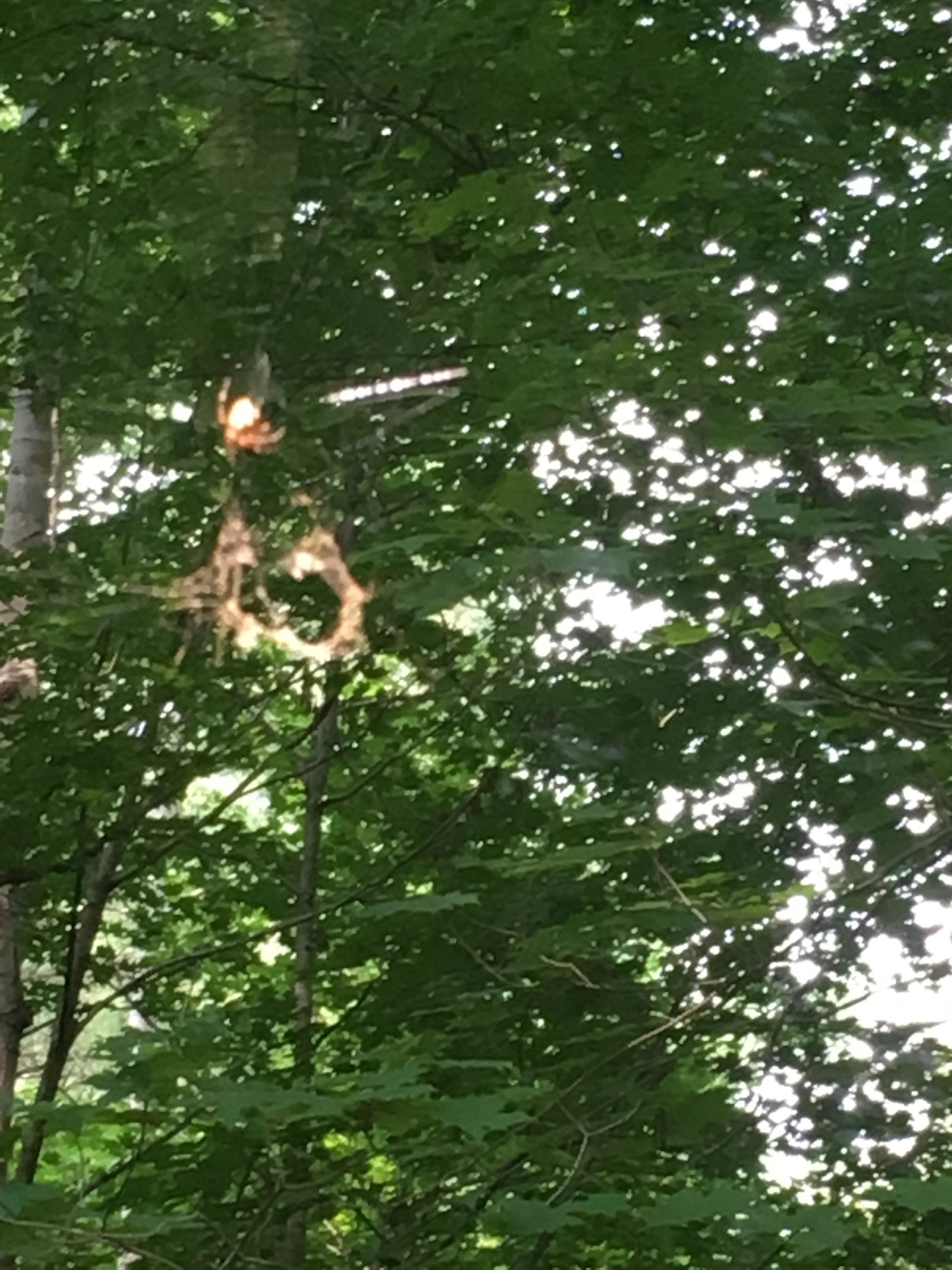 A close-up view of a spider spinning its web among lush green leaves in a forest, with sunlight filtering through the foliage. Parkhill Conservation area and rail trail mountain bike trail.