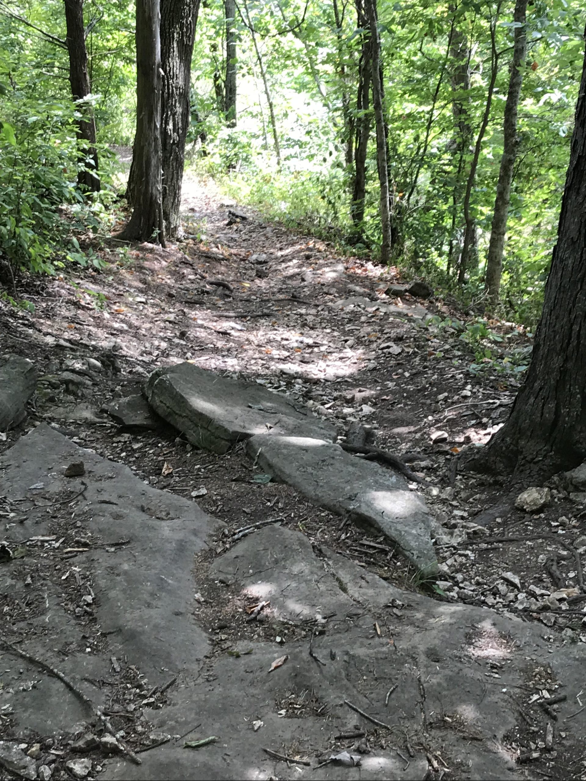 A narrow, winding trail through a lush green forest, featuring rocky ground and surrounded by tall trees. Sunlight filters through the leaves, casting dappled shadows on the path. Sac River Trail mountain bike trail.