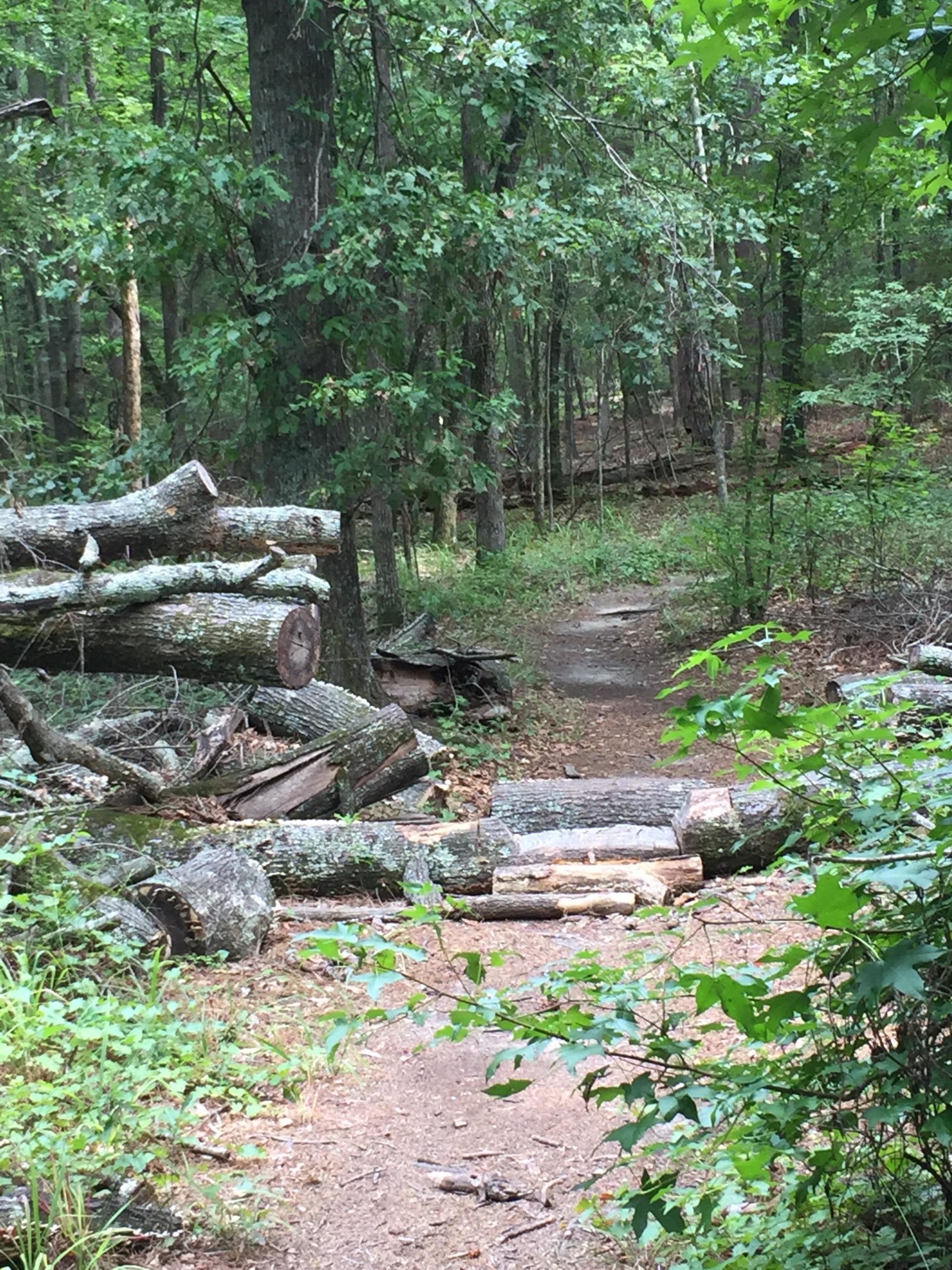 A narrow dirt path winding through a forest, with a stack of freshly cut logs blocking part of the trail. Surrounding greenery includes various trees and shrubs, creating a lush natural atmosphere. Bartram Trail / West Dam / Wildwood Park mountain bike trail.