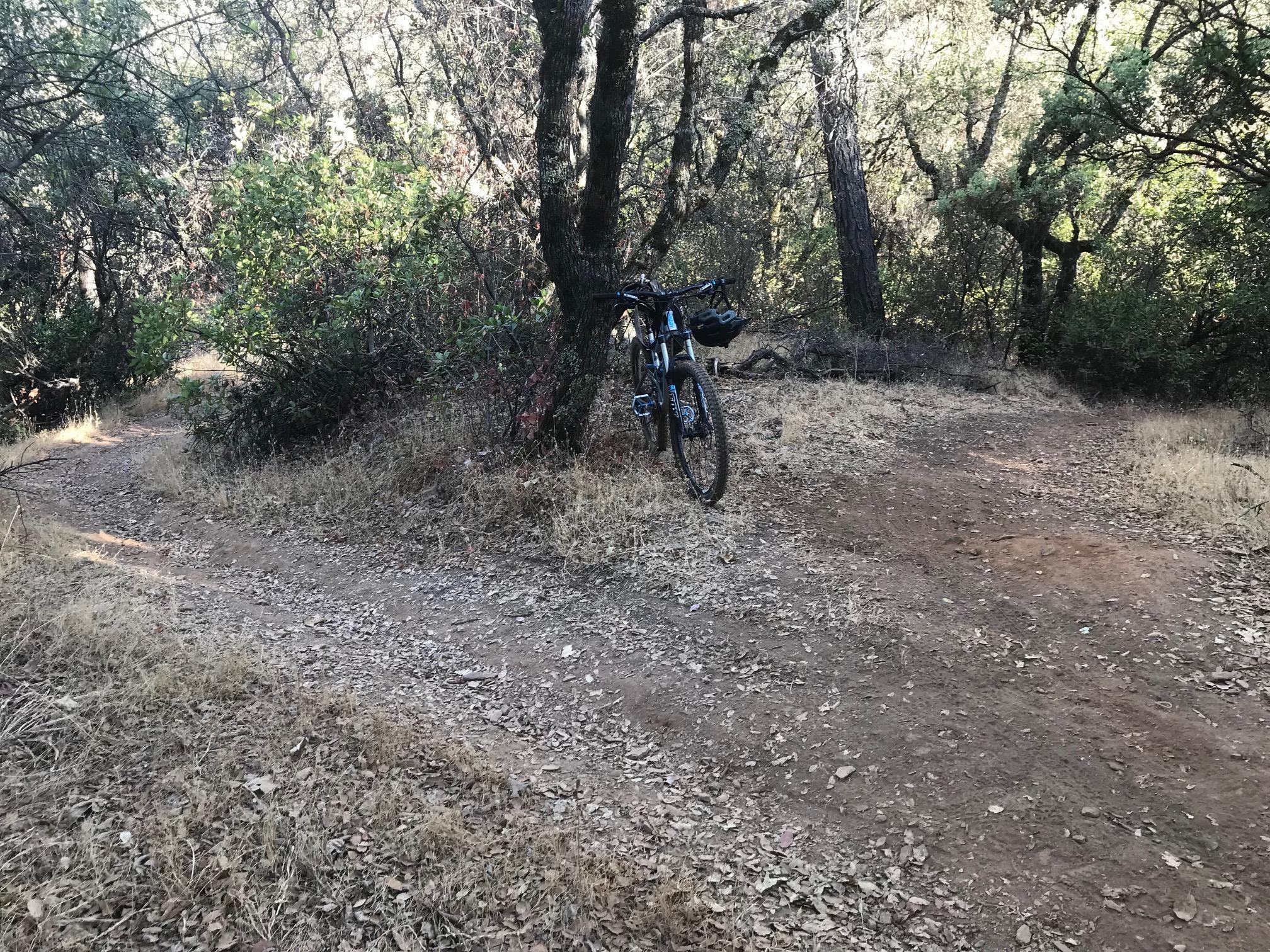 A black mountain bike resting against a tree on a dirt trail surrounded by greenery and dry grass. The trail forks in two directions, showcasing a natural woodland setting. 5150 Trail mountain bike trail.