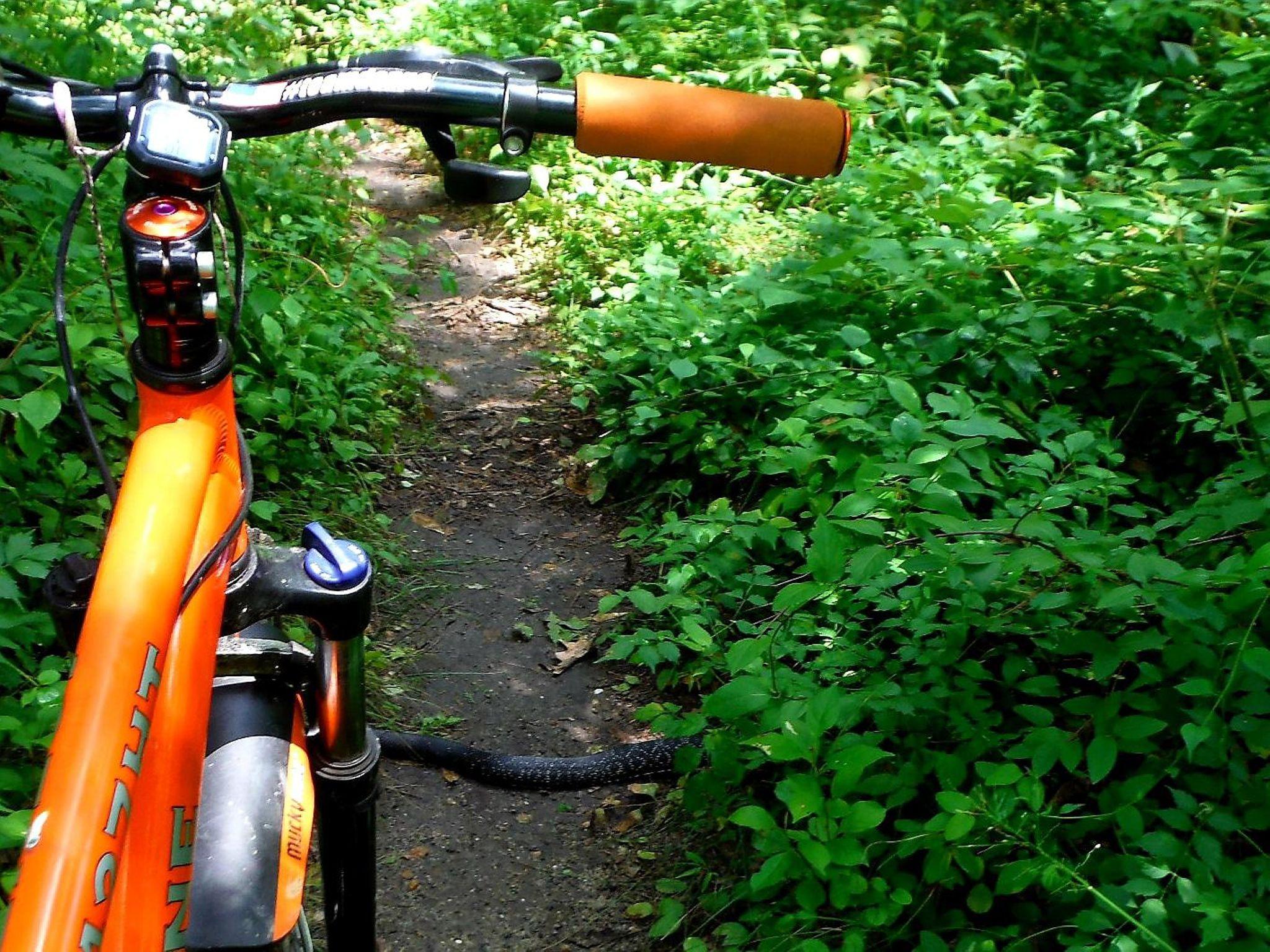A close-up view of a mountain bike's handlebars and frame, positioned on a narrow, winding dirt path surrounded by dense green foliage. The bike features bright orange components and a blue adjustment handle, with a lush backdrop of leaves and plants indicating a natural outdoor setting. Rancocas State Park - Westampton mountain bike trail.