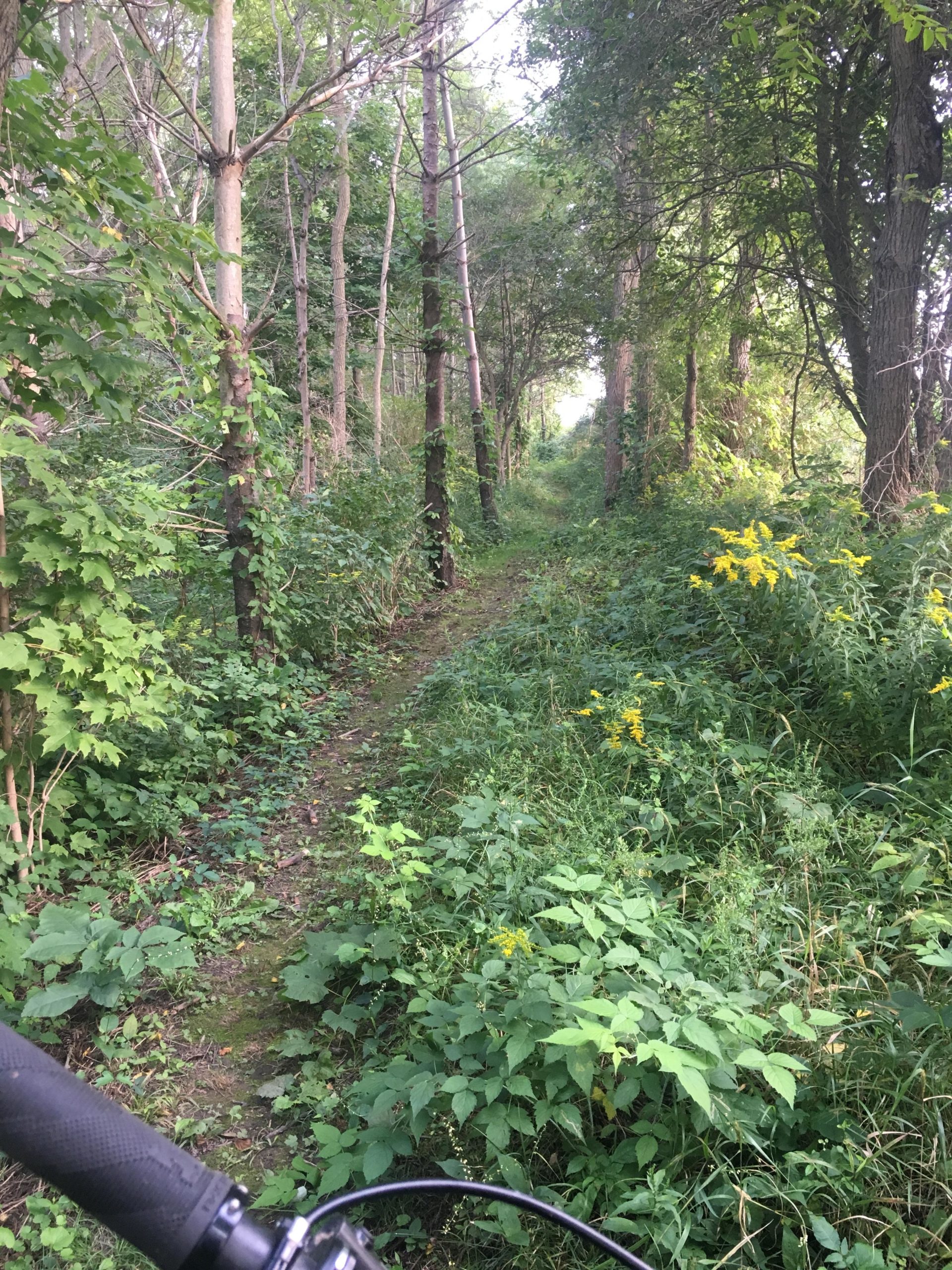 A narrow, overgrown trail runs through a lush forest, flanked by tall trees and dense greenery. The path is lined with vibrant wildflowers, and the view stretches into the distance, showcasing a sunlit clearing ahead. In the foreground, part of a bicycle handlebar is visible, suggesting that the scene is captured from the perspective of someone riding along the trail. Dalewood (st.thomas) mountain bike trail.
