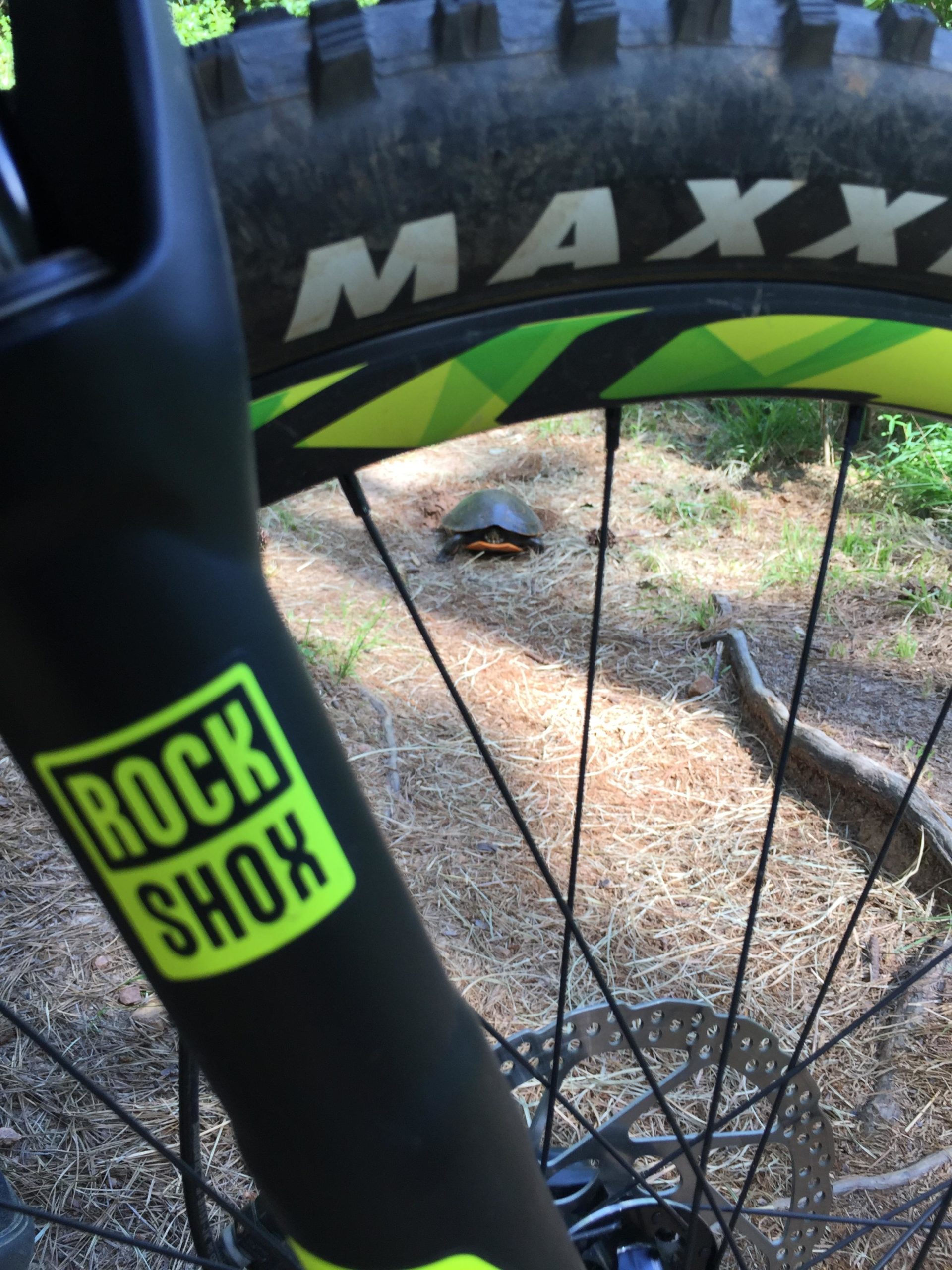 A close-up view of a mountain bike tire and fork, with the logo "ROCK SHOX" visible, set against a natural background. In the distance, a turtle can be seen resting on the ground, surrounded by pine needles and vegetation. Forks Area Trail System (FATS) mountain bike trail.