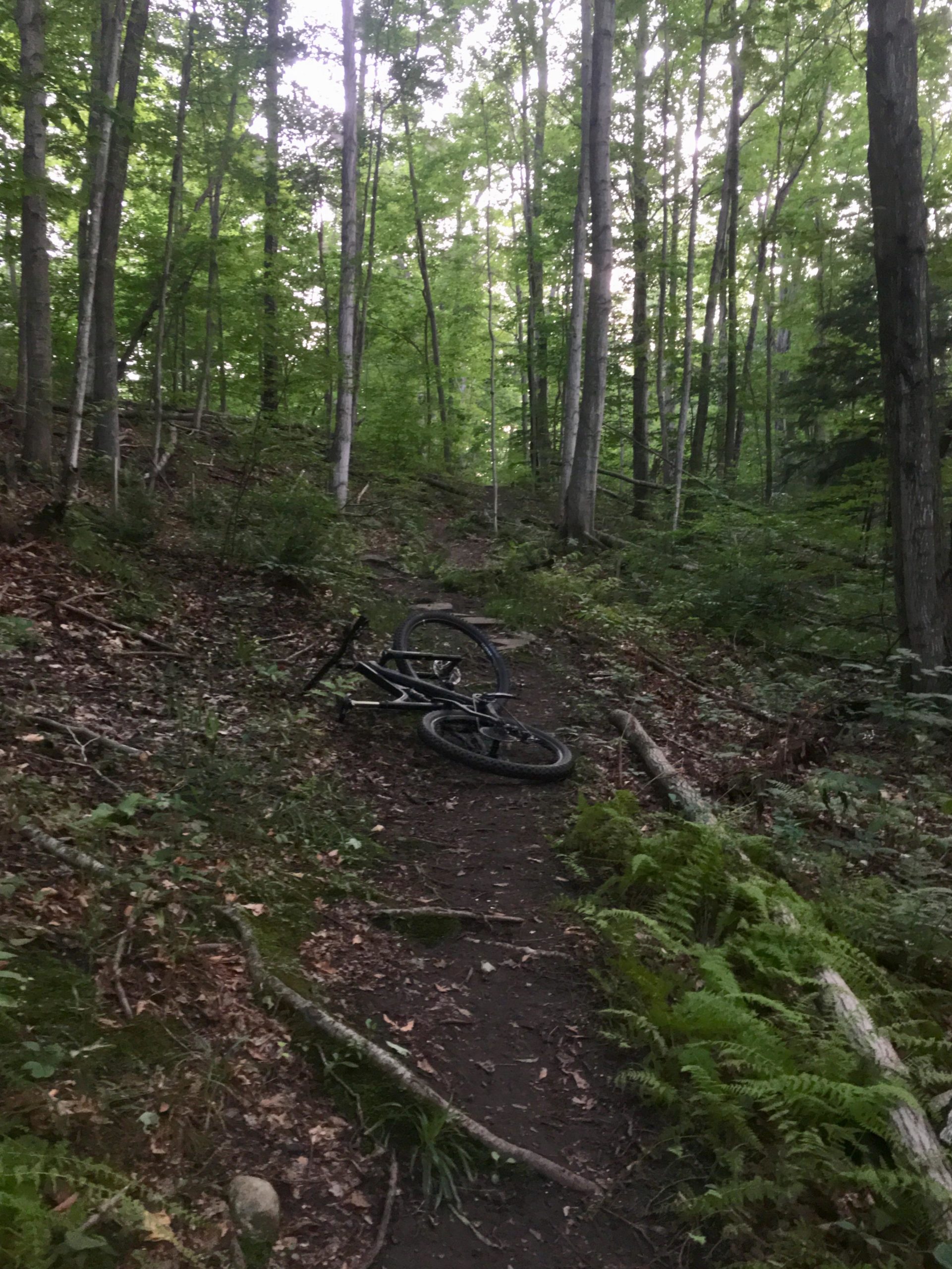 A partially obscured mountain bike lying on a dirt path in a densely wooded forest with tall green trees and underbrush. Bayfield river mountain bike trail.