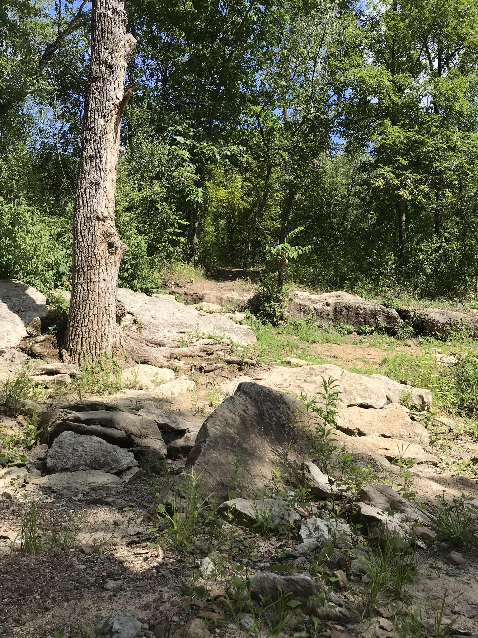 A serene view of a forested area, featuring a sturdy tree on the left, surrounded by lush green foliage. The ground is uneven, covered with various sized rocks and patches of grass, leading into a natural path that disappears into the trees in the background under a clear blue sky. Thousand Hills mountain bike trail.