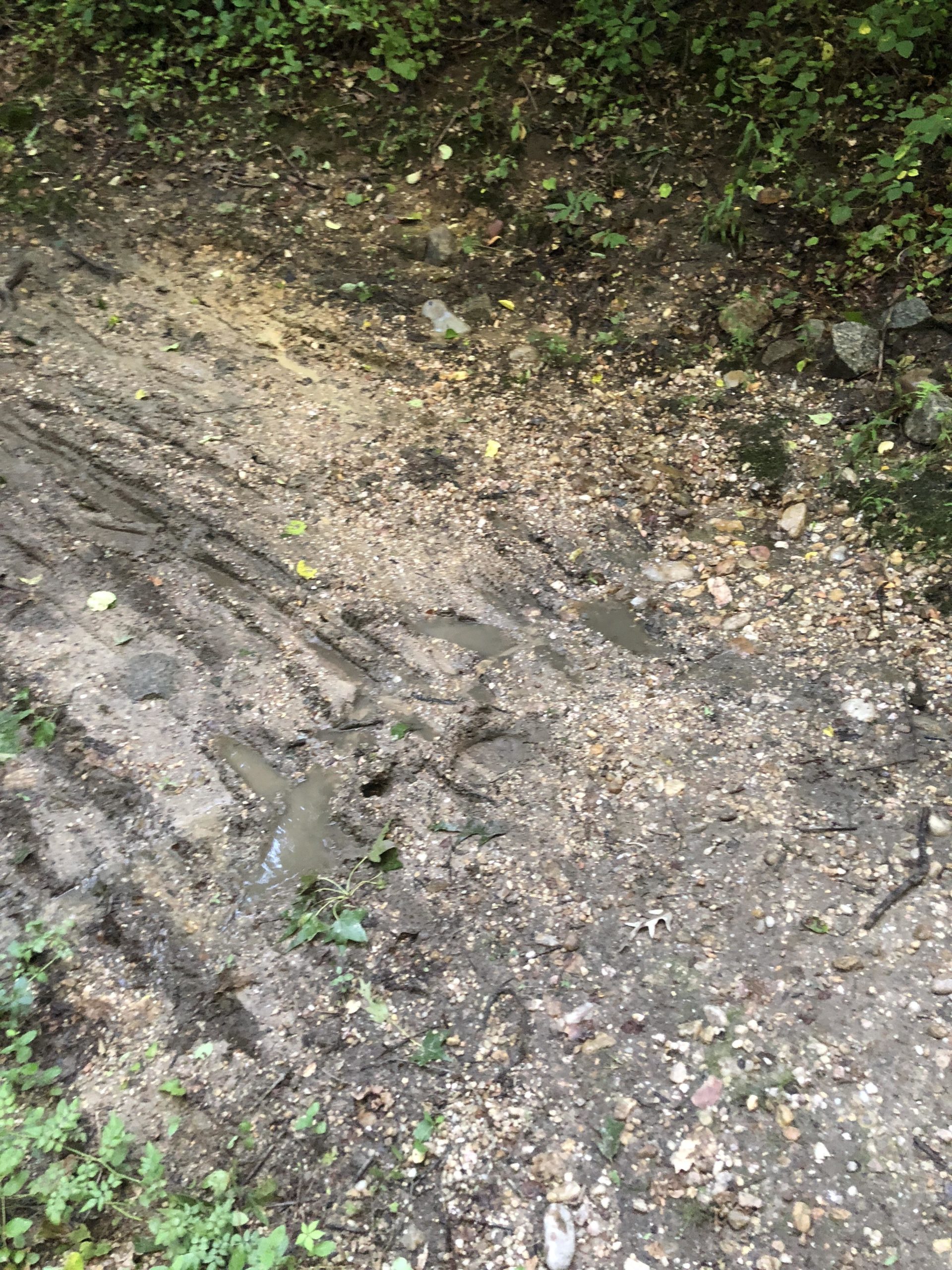 A muddy trail showing tire tracks, surrounded by small rocks and patches of grass. The area appears damp and partially covered with fallen leaves. Laurel Hill Park mountain bike trail.