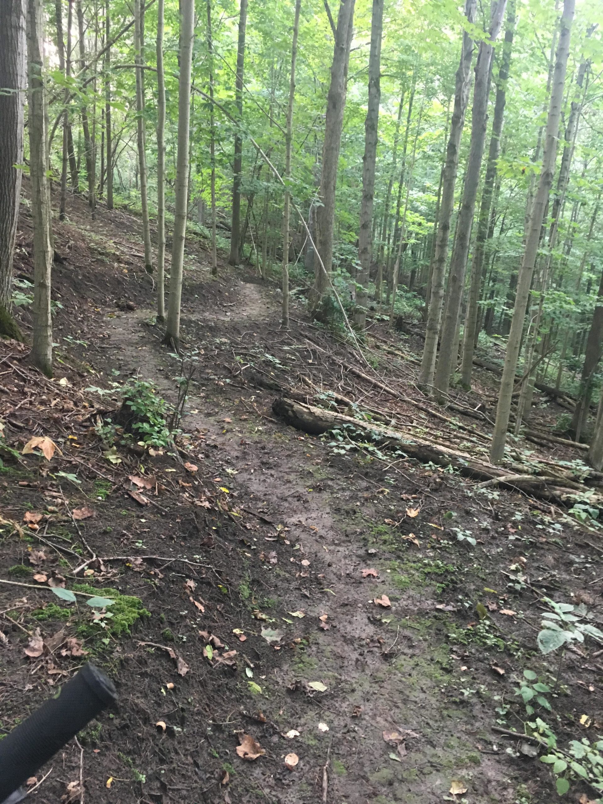 A narrow dirt path winding through a dense forest, surrounded by tall trees with green foliage. The ground is muddy and scattered with fallen leaves and small plants, indicating a natural, undisturbed trail. Dalewood (st.thomas) mountain bike trail.