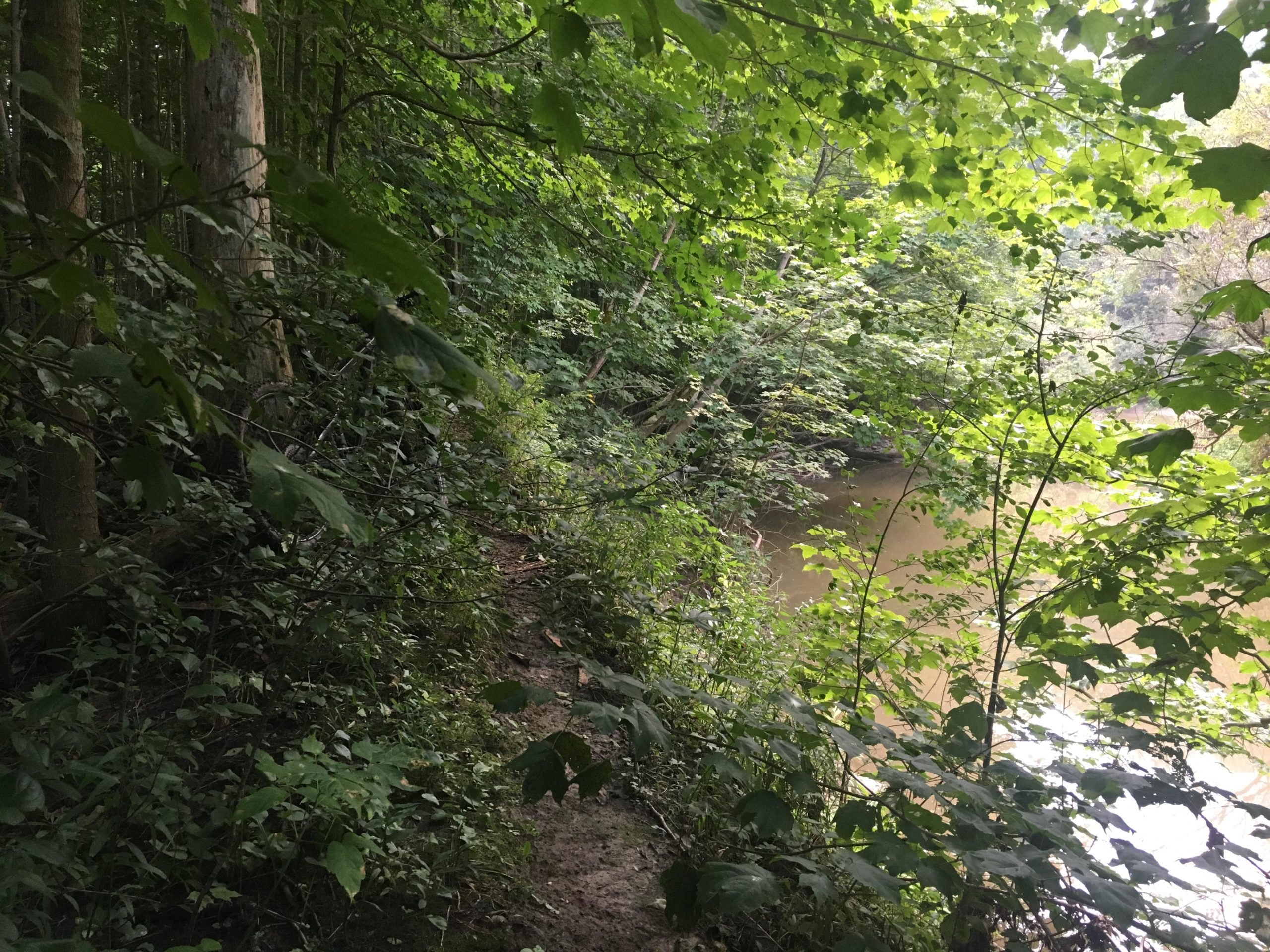 A lush, green forest scene with dense vegetation lining the banks of a calm river. The image captures a pathway leading through the foliage, showcasing trees and an abundance of leaves in various shades of green, creating a serene and tranquil atmosphere. Dalewood (st.thomas) mountain bike trail.