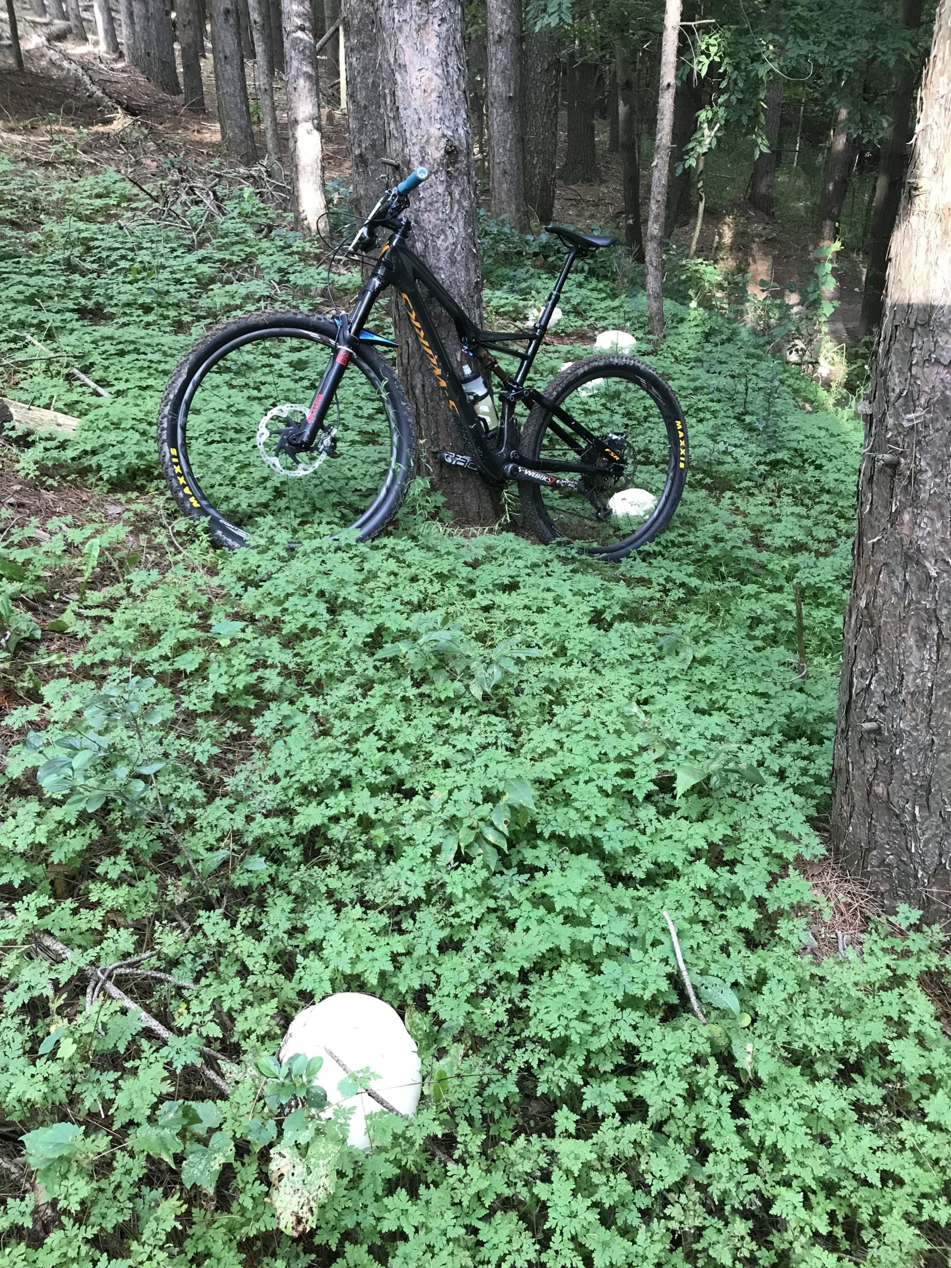 A black mountain bike rests against a tree in a lush, green forest. The ground is covered with small, leafy plants, and two large, white mushrooms are visible in the foreground. Sunlight filters through the trees, creating a natural and serene atmosphere. Albion Hills mountain bike trail.