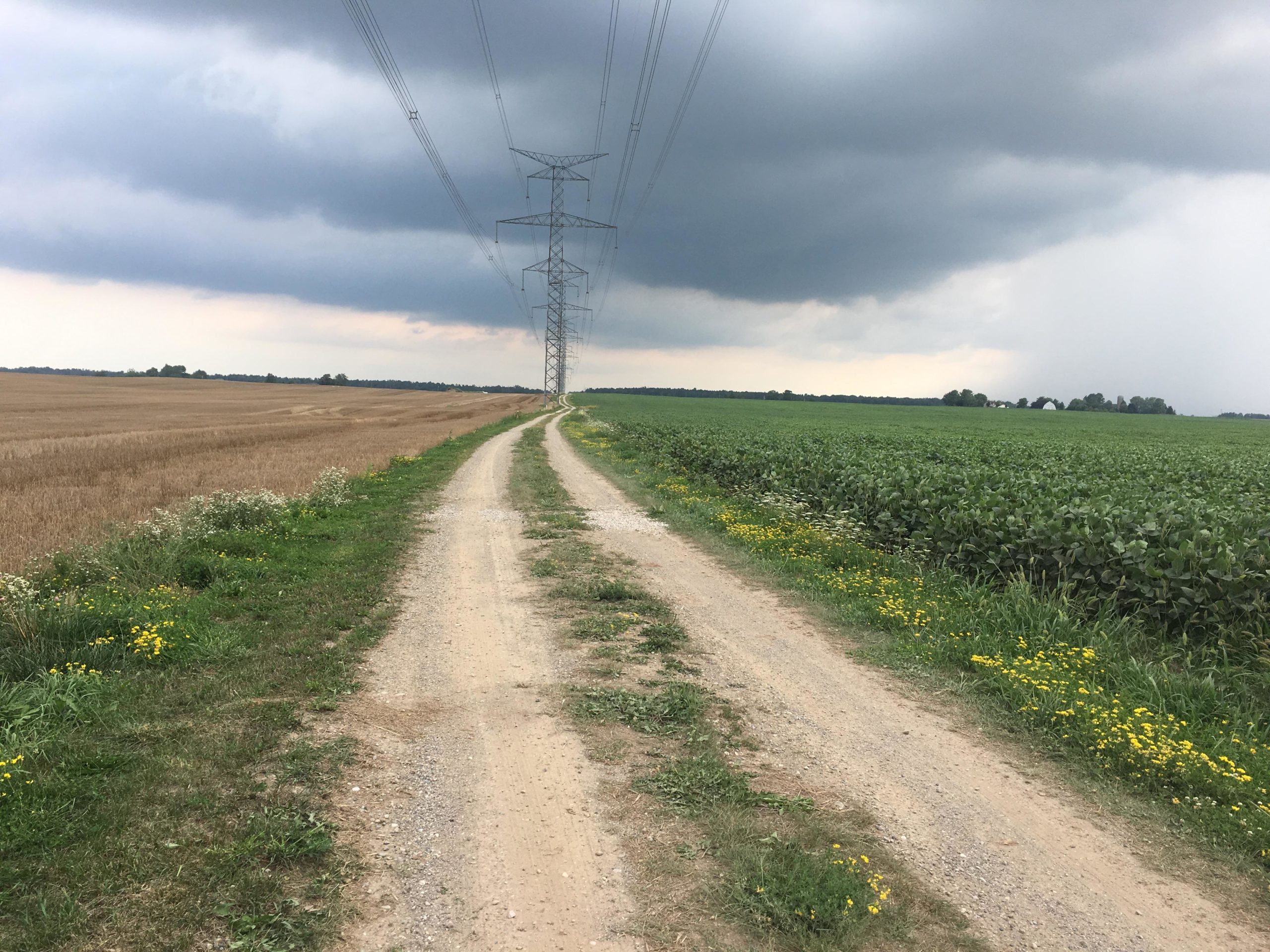 A dirt road running through fields under a cloudy sky, with power lines stretching along the path. On the left, a harvested grain field in shades of brown; on the right, a lush green soybean field, bordered by wildflowers and grass. Parkhill Conservation area and rail trail mountain bike trail.