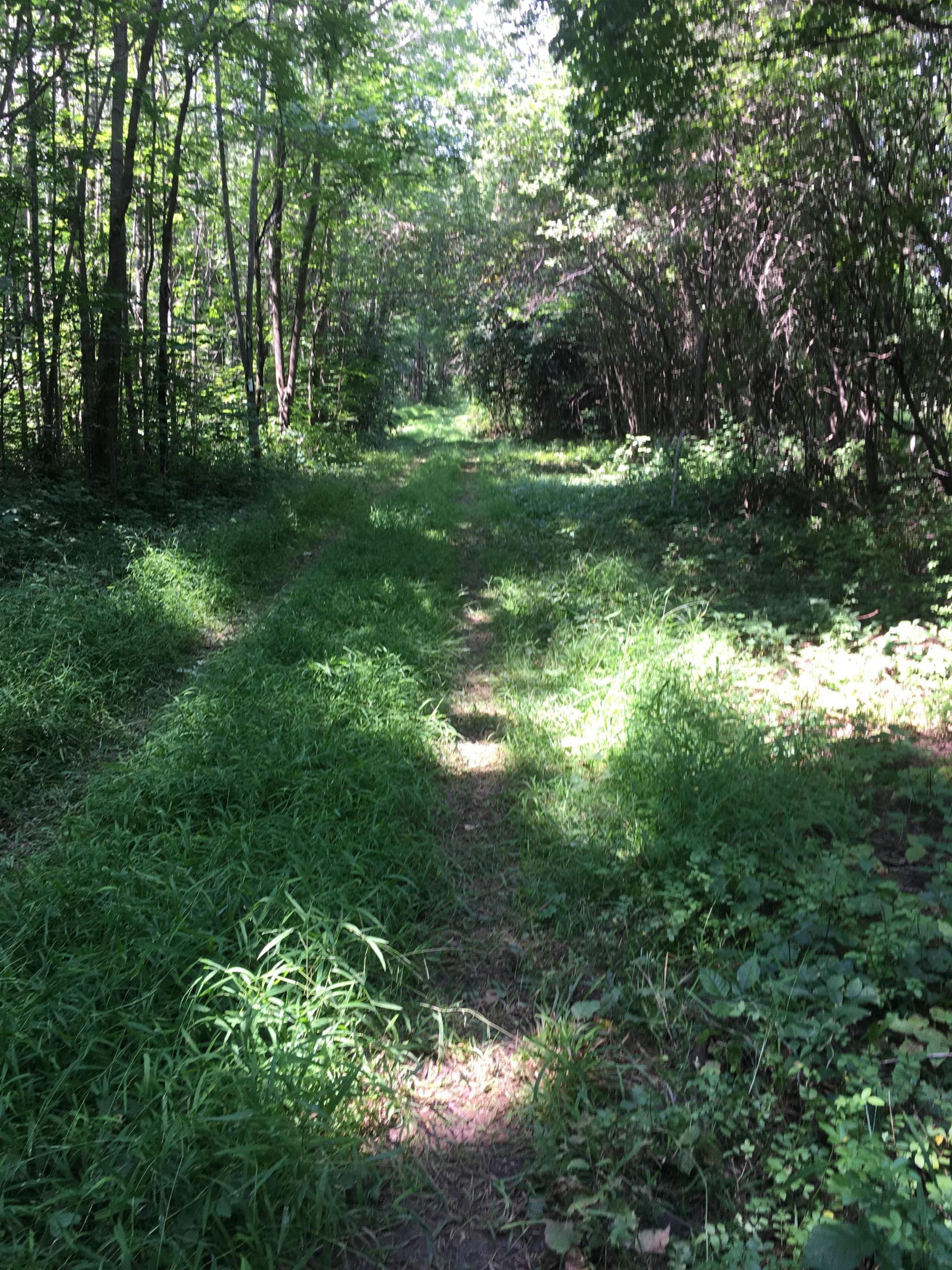 A narrow, winding dirt path through a lush green forest, bordered by tall trees and dense undergrowth. Sunlight filters through the leaves, creating a dappled light effect on the ground. Hullett Provincial Wildlife Area mountain bike trail.