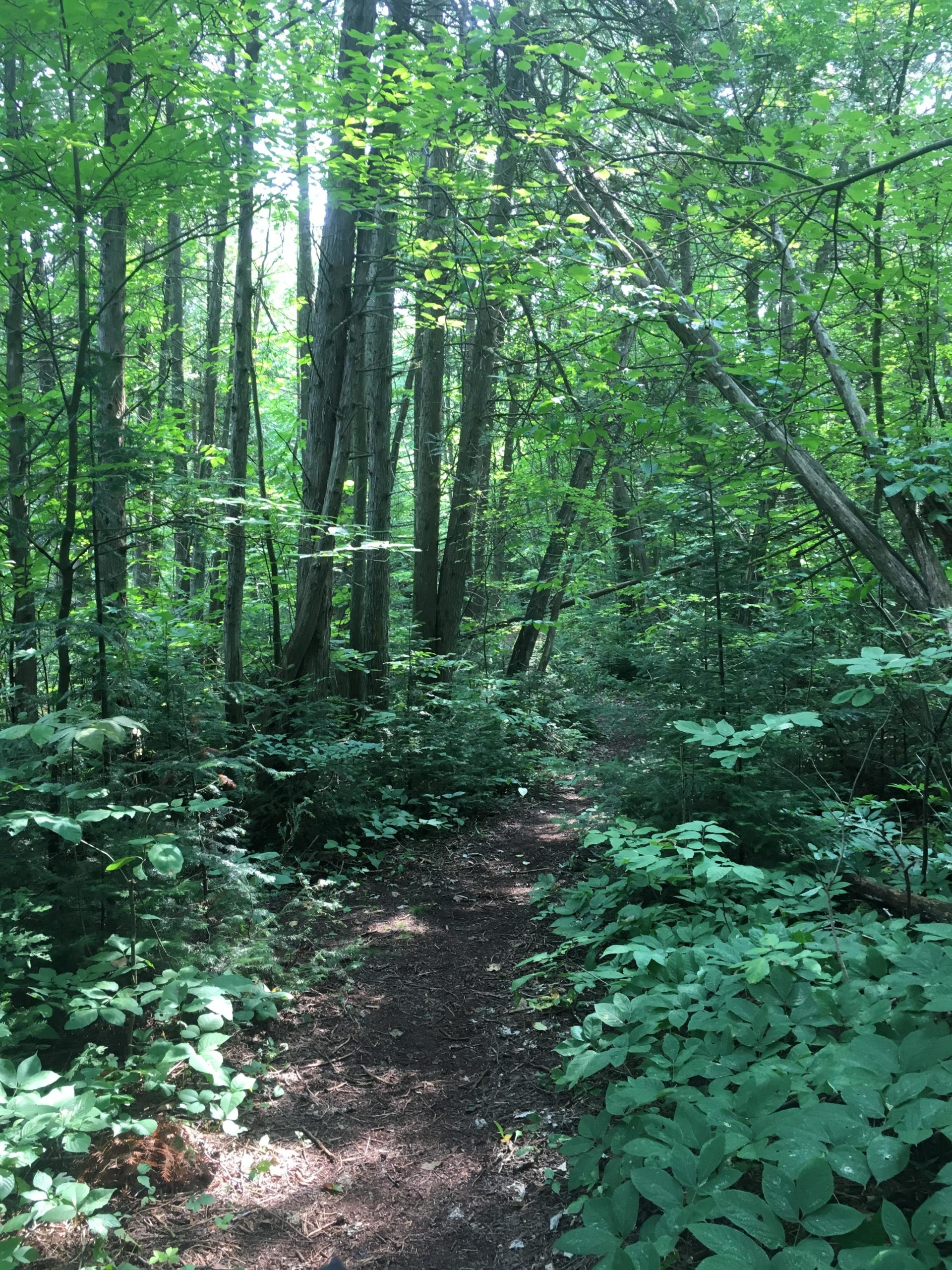 A serene forest path surrounded by lush green foliage, tall trees with sunlight filtering through the leaves, and a soft earthen trail inviting exploration. Inverhuron Provincial Park mountain bike trail.