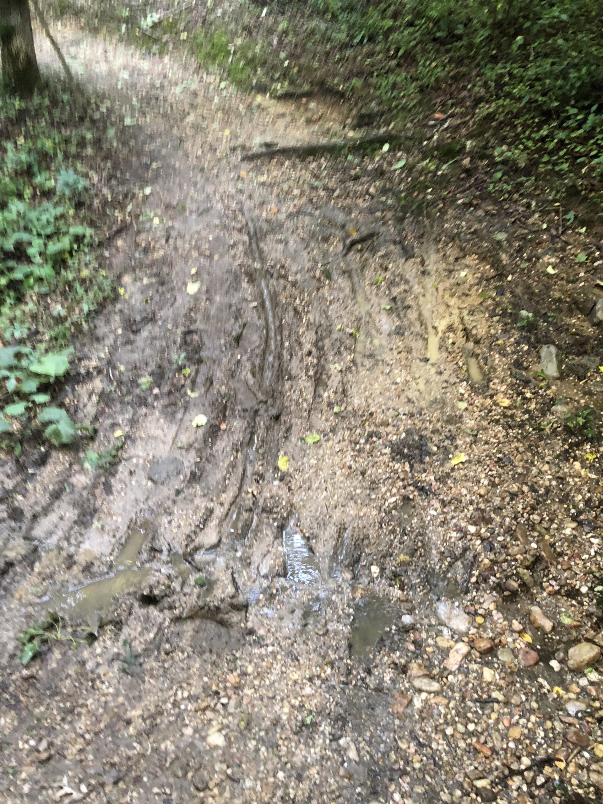 A muddy hiking trail in a forest, featuring patches of wet dirt and scattered pebbles, surrounded by greenery and trees. Laurel Hill Park mountain bike trail.