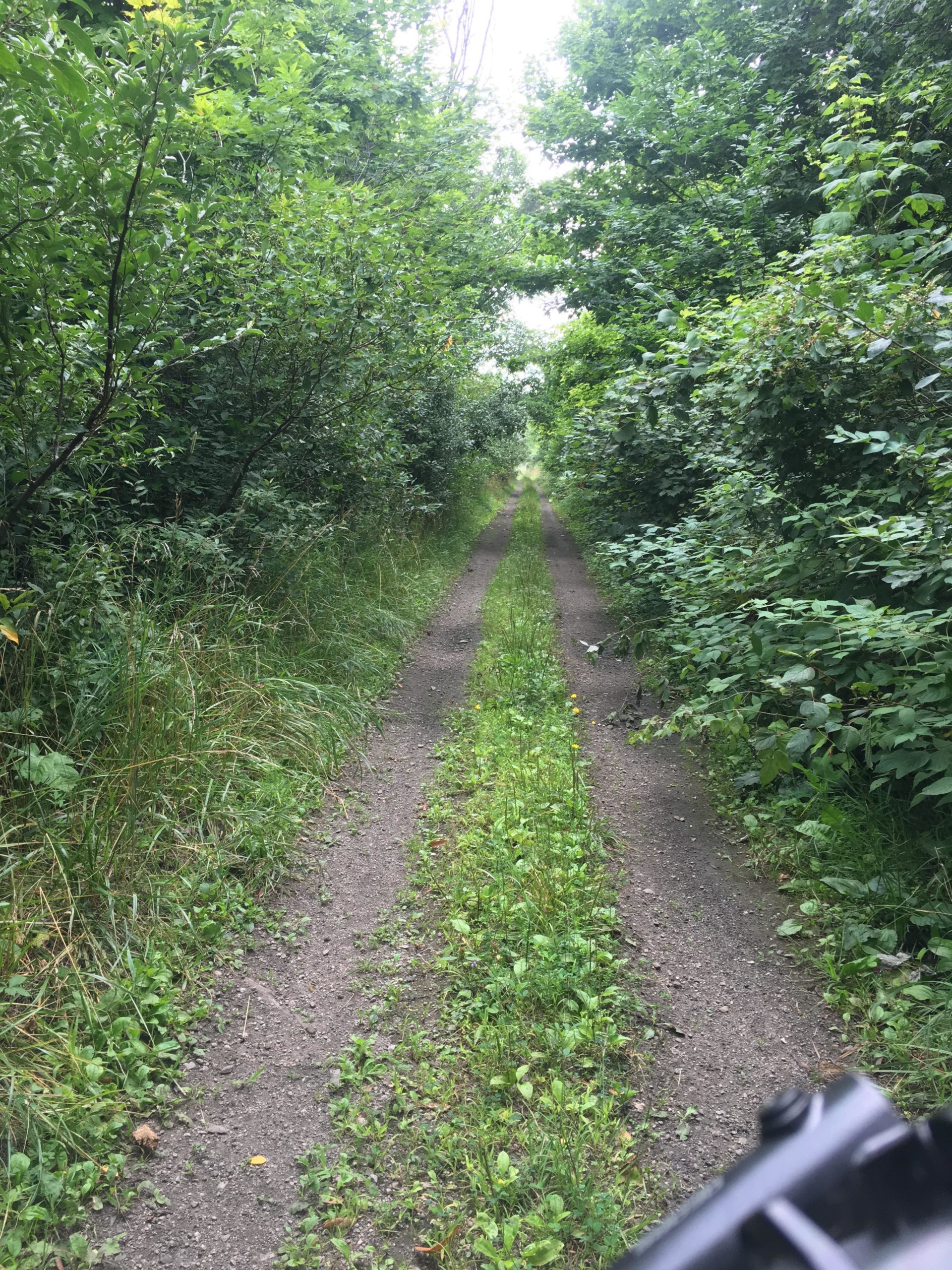 A dirt path surrounded by dense greenery, with tall grass and small plants growing alongside, leading into a hazy distance. The pathway is flanked by bushes and trees, creating a natural tunnel effect. Parkhill Conservation area and rail trail mountain bike trail.