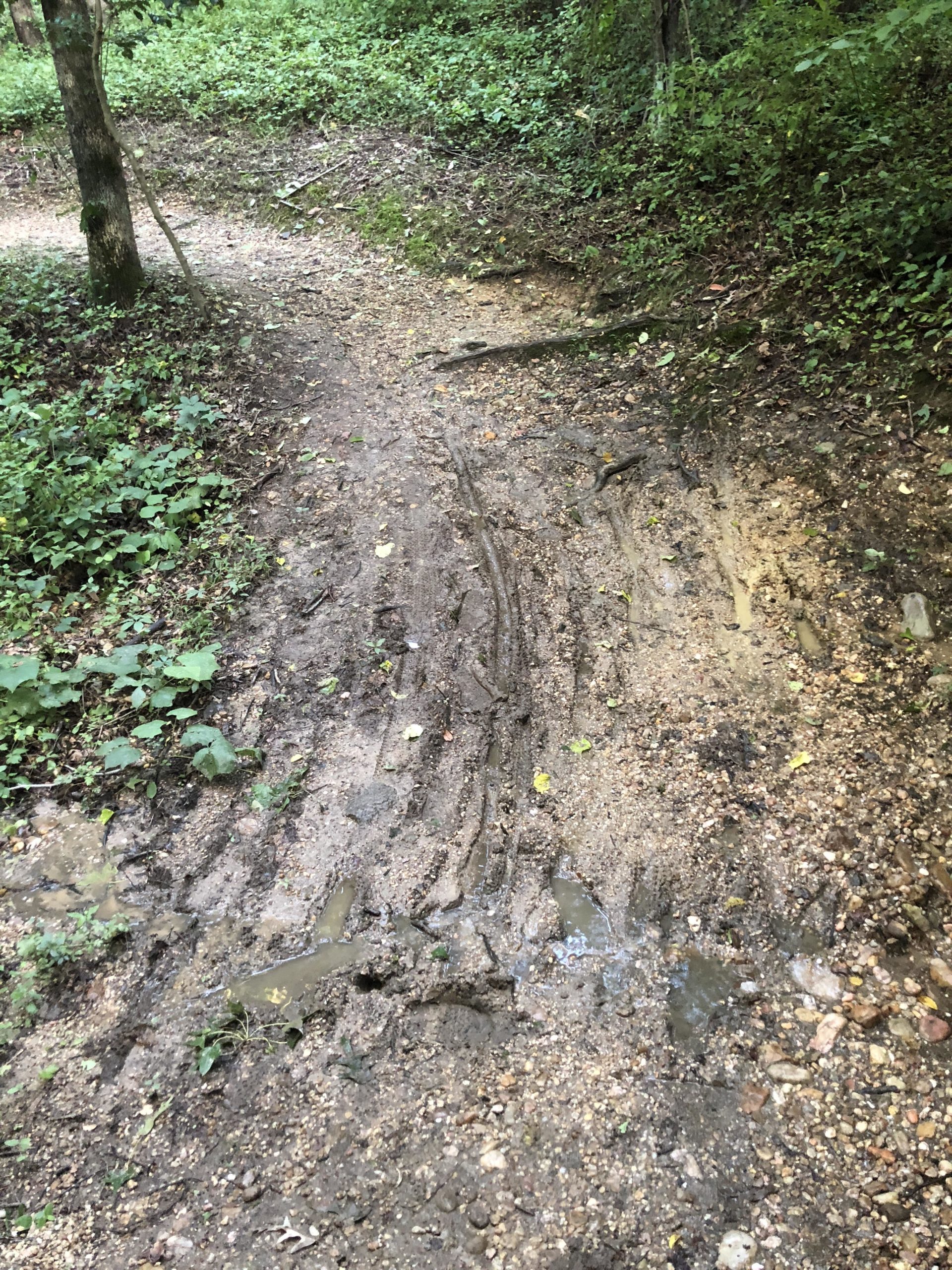 A muddy pathway through a wooded area, featuring tire tracks and puddles among patches of gravel and dirt. Lush green vegetation lines the sides, indicating a natural, untouched environment. Laurel Hill Park mountain bike trail.
