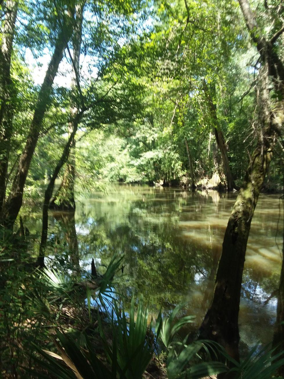 A tranquil river scene surrounded by dense greenery, with tall trees casting reflections in the calm water. Sunlight filters through the leaves, illuminating the lush vegetation along the riverbank. Florida Caverns State Park mountain bike trail.