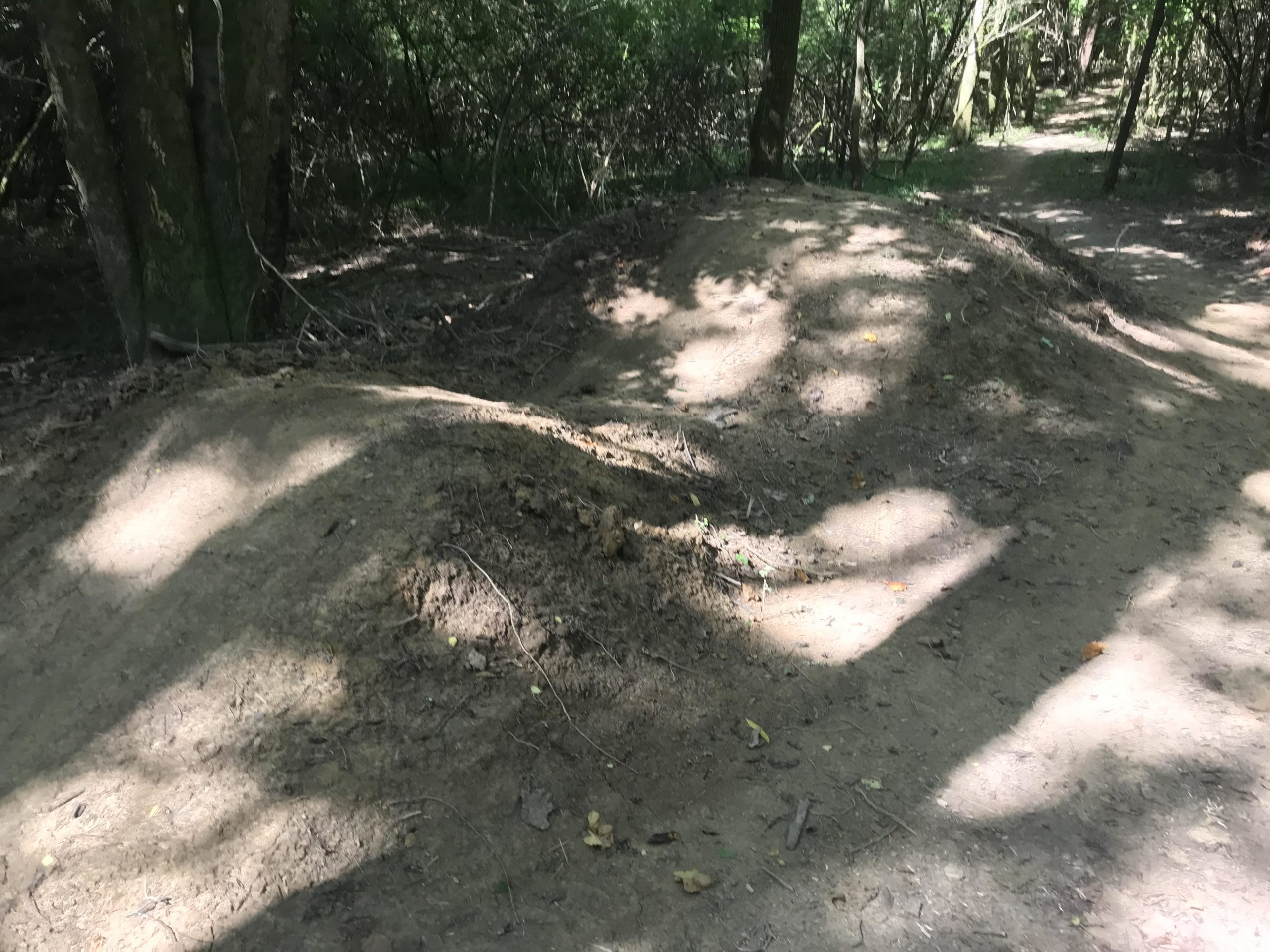 A trail in a wooded area featuring two small dirt mounds, likely dirt jumps, with scattered sunlight filtering through the trees. The surrounding environment is lush with greenery and foliage. Lock 4 mountain bike trail.