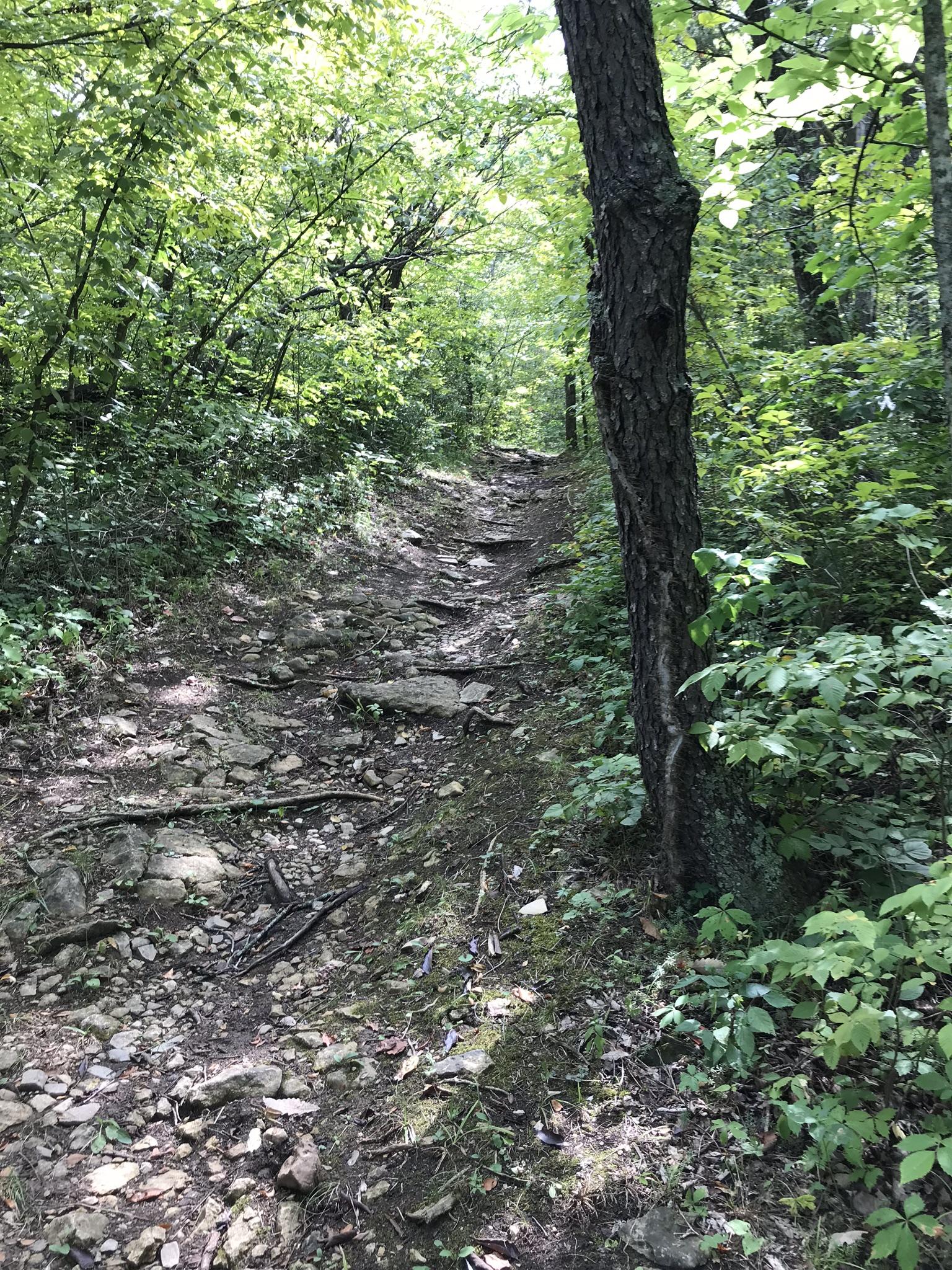 A narrow, rocky hiking trail surrounded by dense greenery, including trees and underbrush, leading into the woods. The path is uneven with visible roots and stones, suggesting a natural and possibly challenging terrain for hikers. Thousand Hills mountain bike trail.