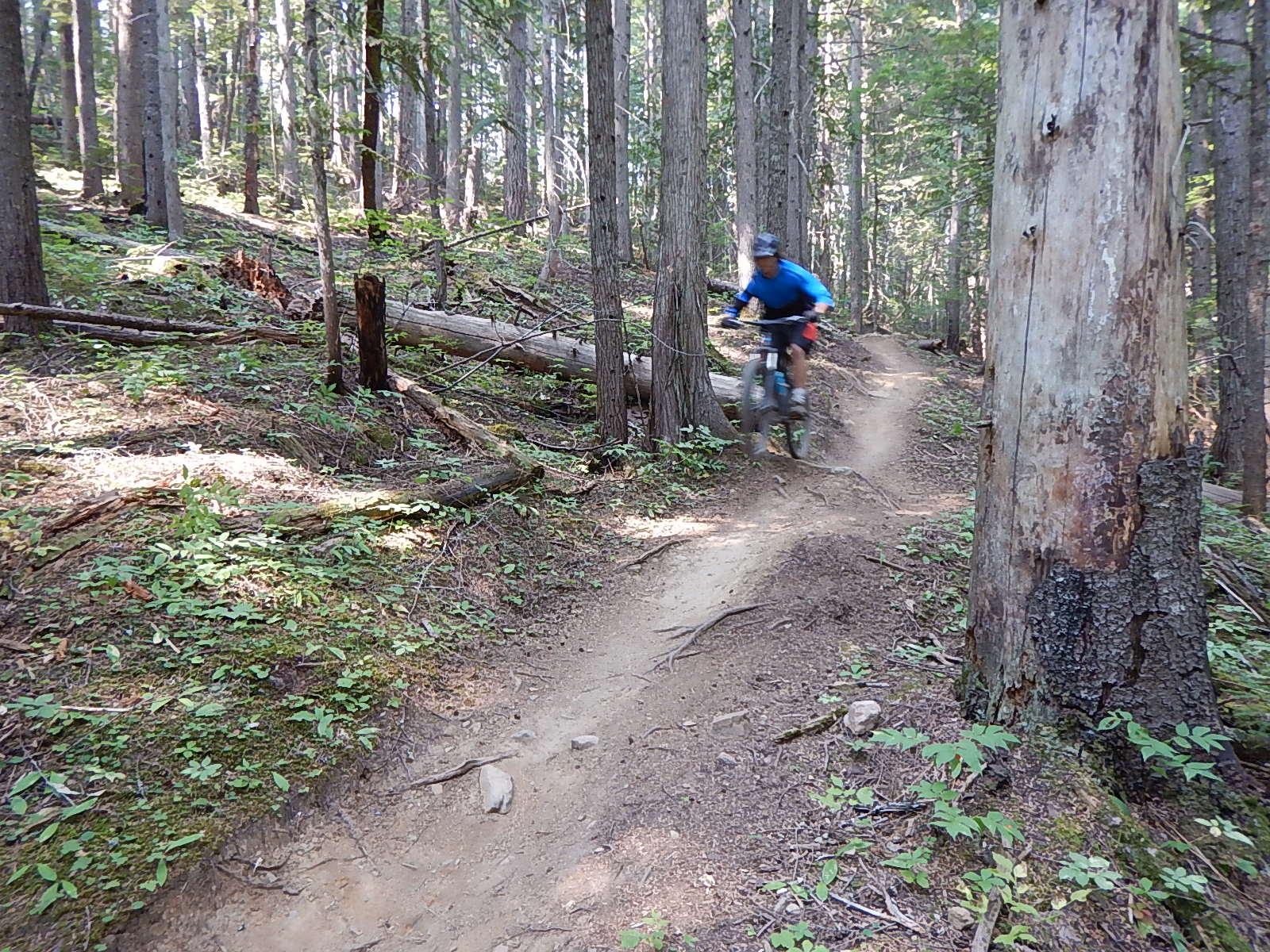 A mountain biker in a blue shirt is riding on a dirt trail surrounded by tall trees and lush greenery in a forested area. The biker is captured mid-action, with dirt and dust kicking up from the trail. Fallen logs and rocks are visible along the path, highlighting the natural terrain. Mt. MacPherson mountain bike trail.