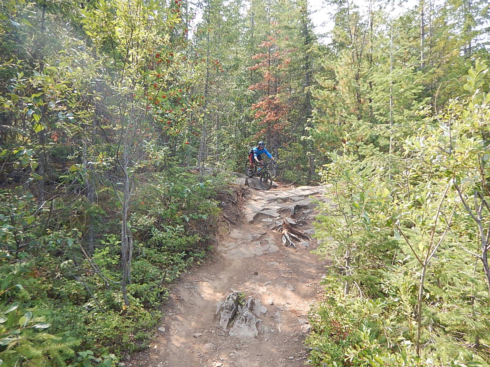 A mountain biker in a blue jersey rides along a rocky trail surrounded by lush greenery and trees in a forested area. Mt. MacPherson mountain bike trail.