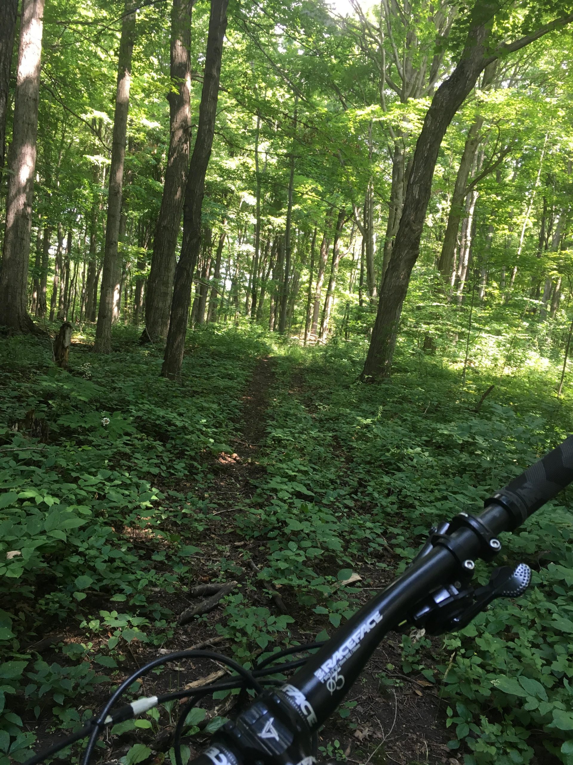 A view of a forest trail surrounded by dense greenery, with a mountain bike handlebar in the foreground. The sun filters through the leaves, illuminating the path ahead amid tall trees and lush undergrowth. Hullett Provincial Wildlife Area mountain bike trail.