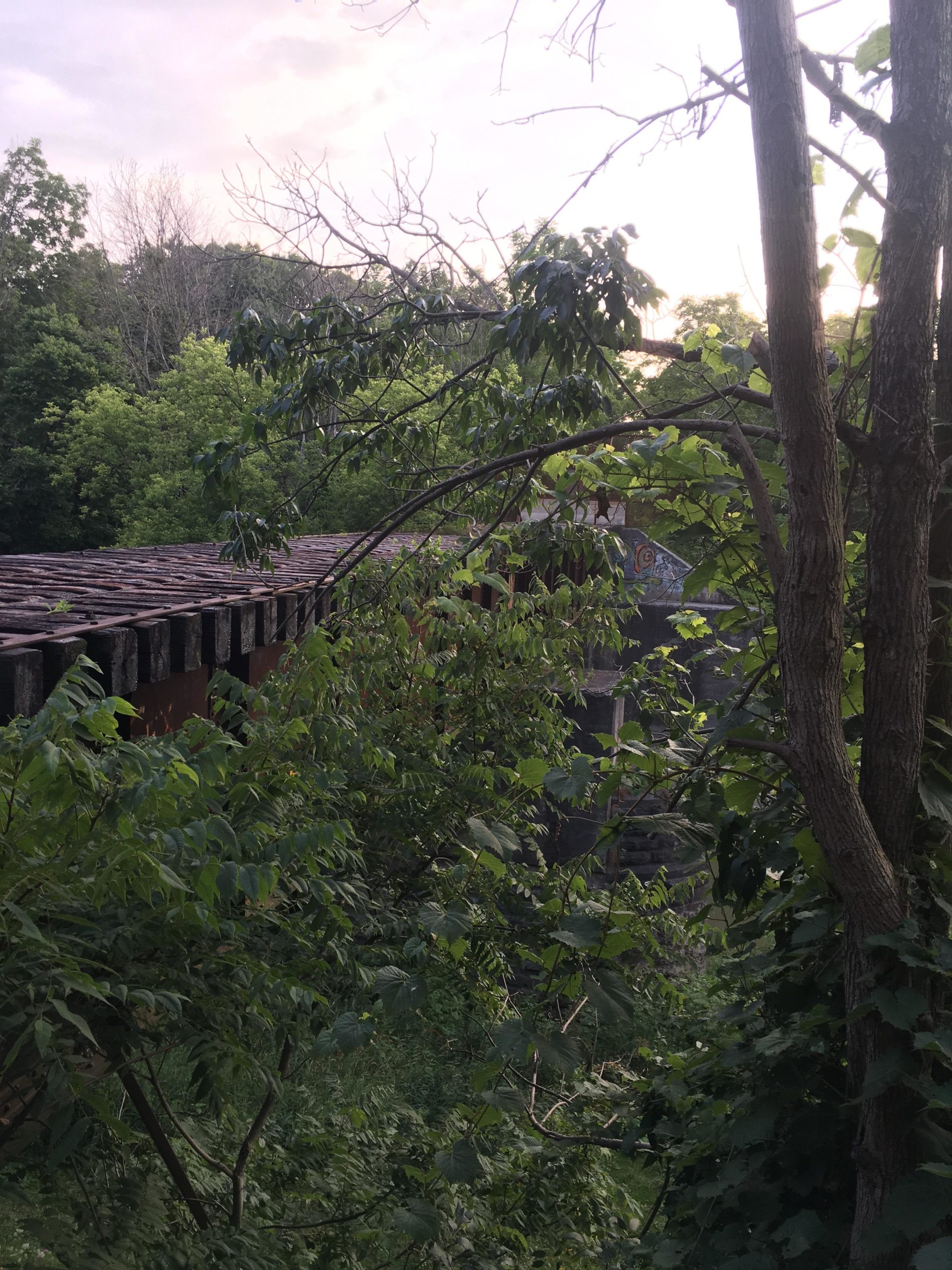 A view of an abandoned wooden railway bridge partially obscured by dense greenery and trees, with a soft, cloudy sky in the background. Parkhill Conservation area and rail trail mountain bike trail.
