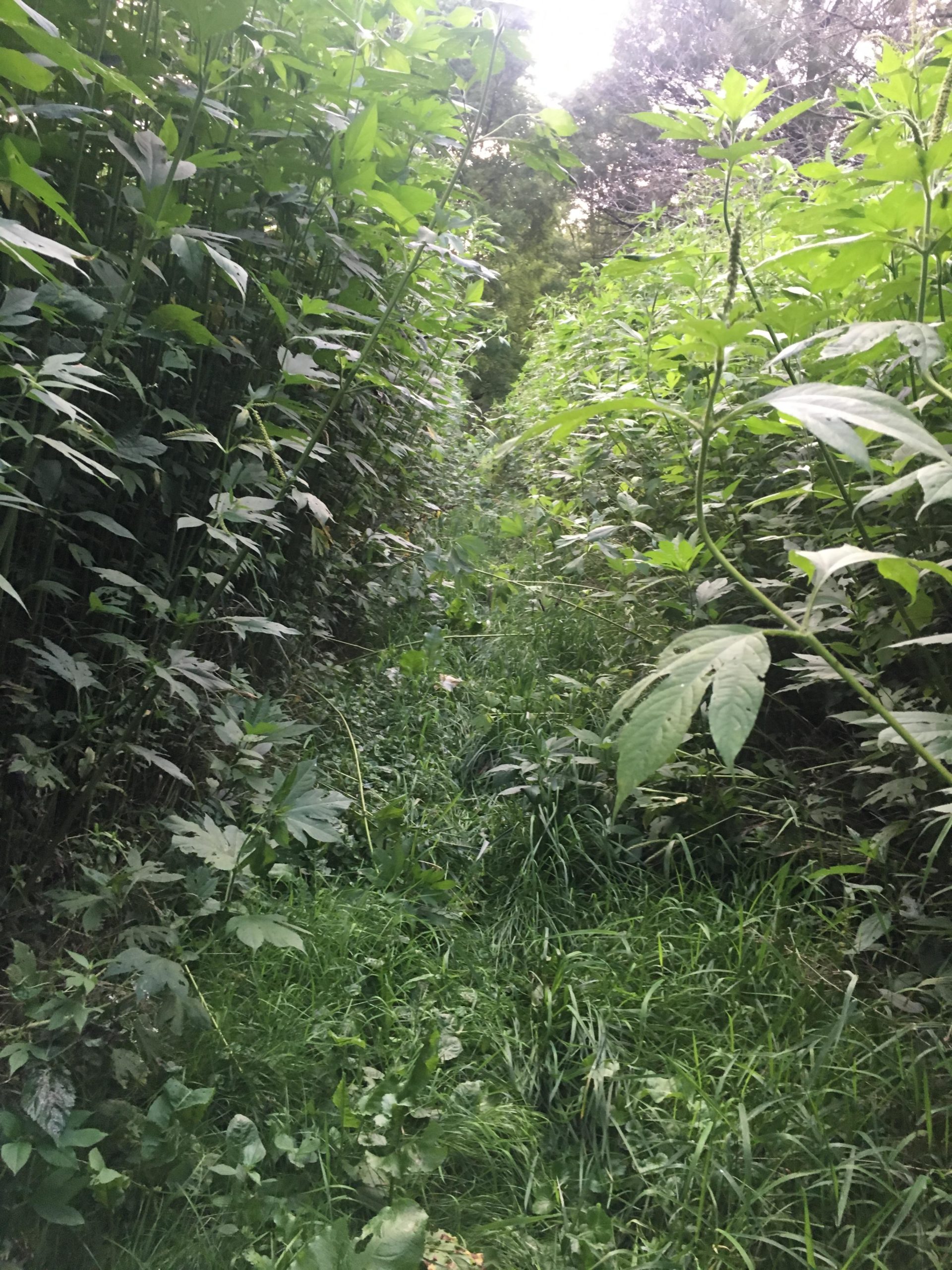 A narrow path lined with tall, lush green plants and grasses, leading through a dense area of vegetation. The scene is bathed in soft, natural light from above, creating a serene and inviting atmosphere. Parkhill Conservation area and rail trail mountain bike trail.