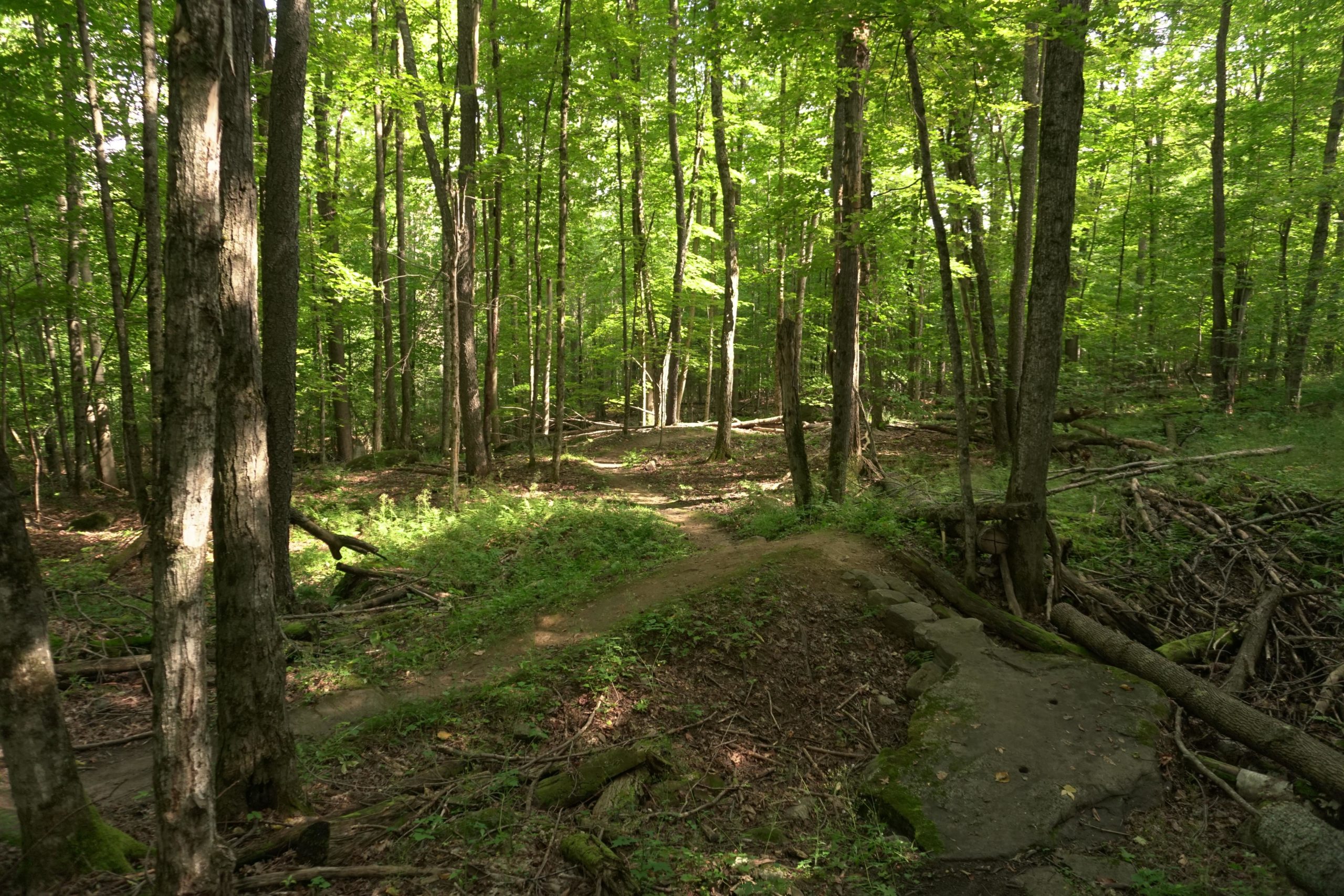 A serene forest scene featuring tall trees with lush green leaves, a winding dirt path leading through the underbrush, and scattered fallen branches. Sunlight filters through the canopy, illuminating parts of the ground covered in green foliage and moss. Mount Pisgah II: the left side mountain bike trail.