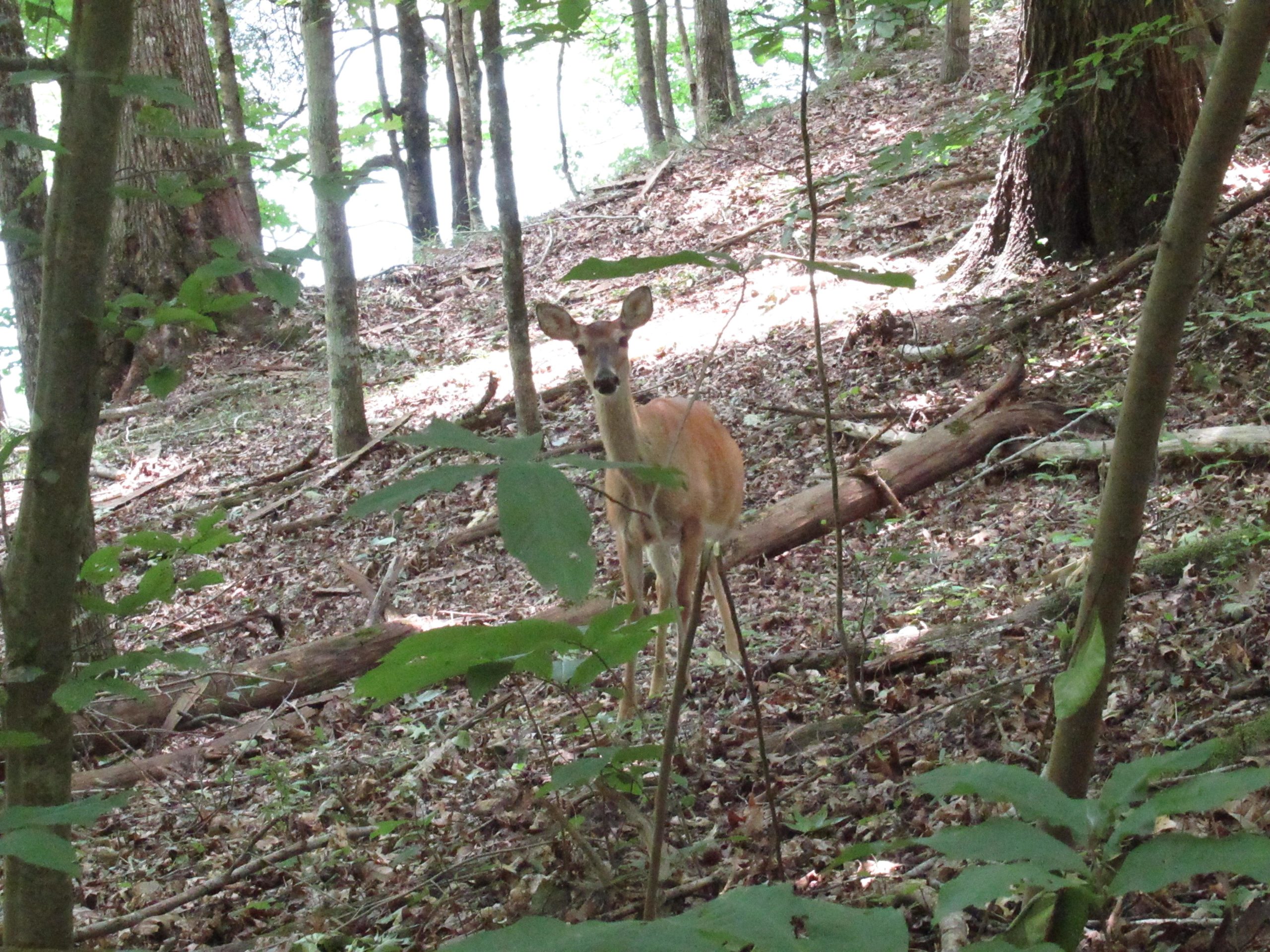 A deer standing in a forest clearing surrounded by trees and fallen leaves, with dappled sunlight filtering through the branches. Warriors' Path State Park mountain bike trail.
