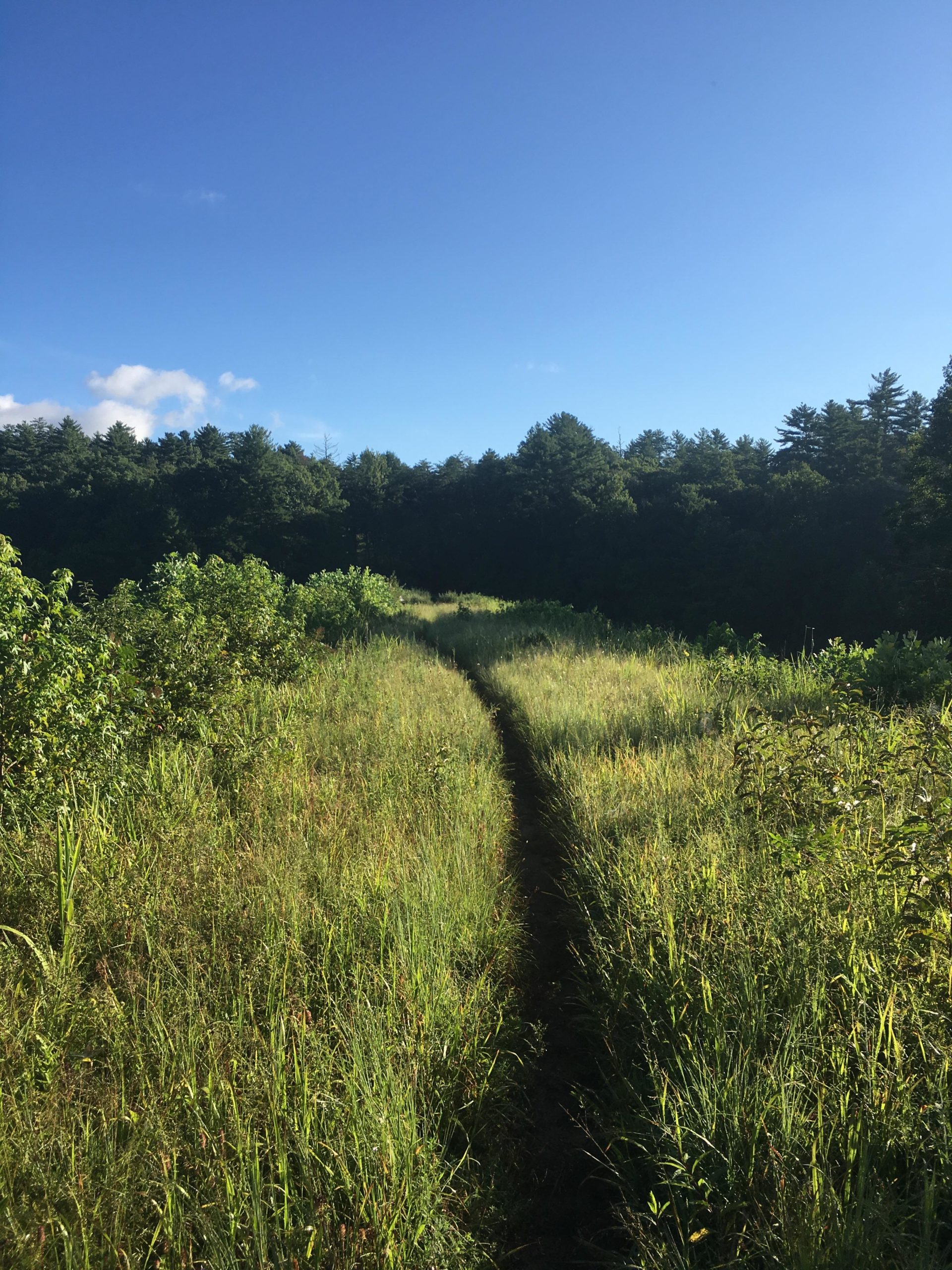 A narrow dirt path winding through tall grass and greenery, leading into a wooded area under a clear blue sky. Jake Mountain Trails mountain bike trail.
